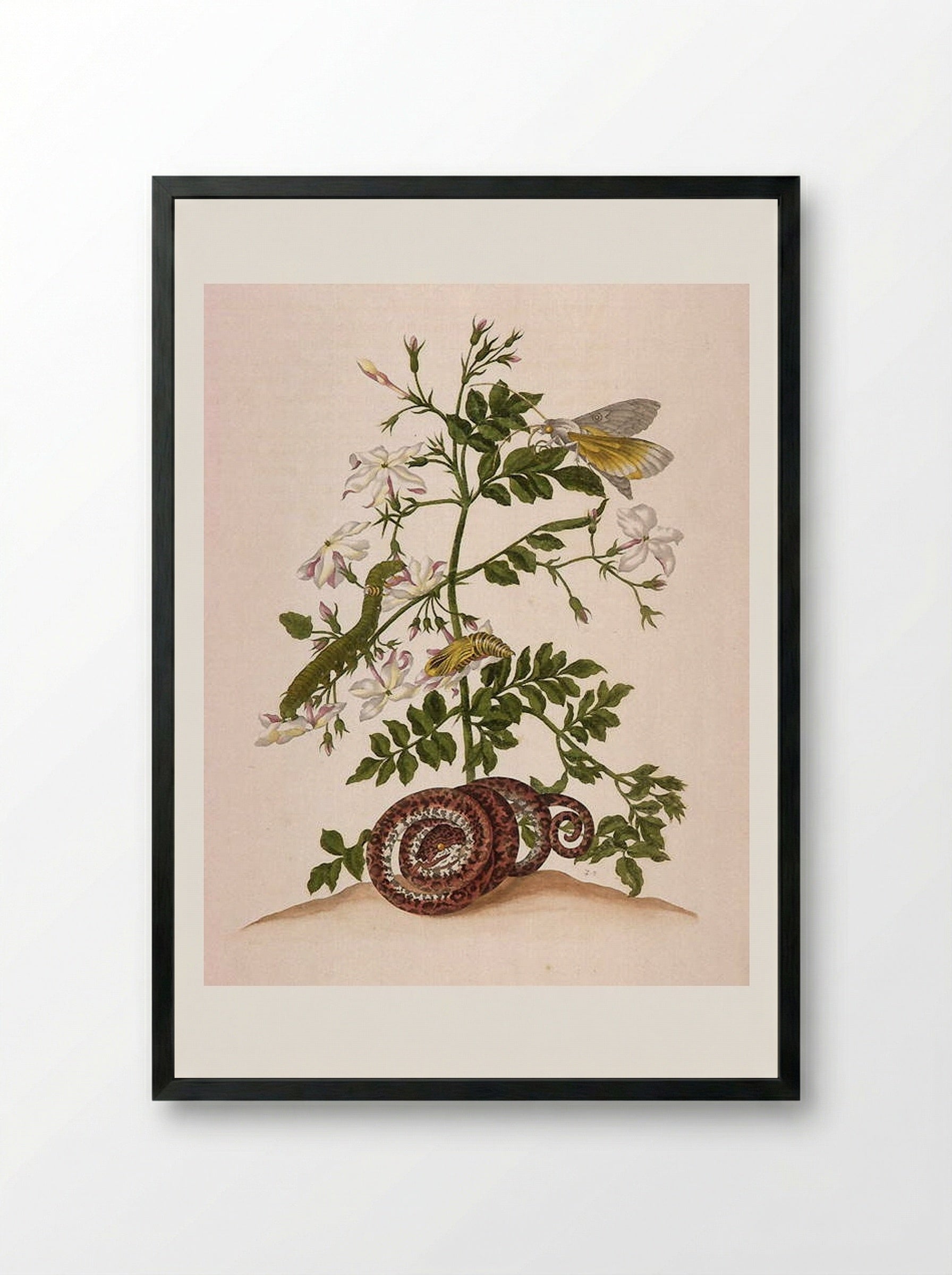 Metamorphosis insectorum Surinamensium (Metamorphosis of the Insects of Suriname), figure 46 - Maria Sibylla Merian - Framed Print Black