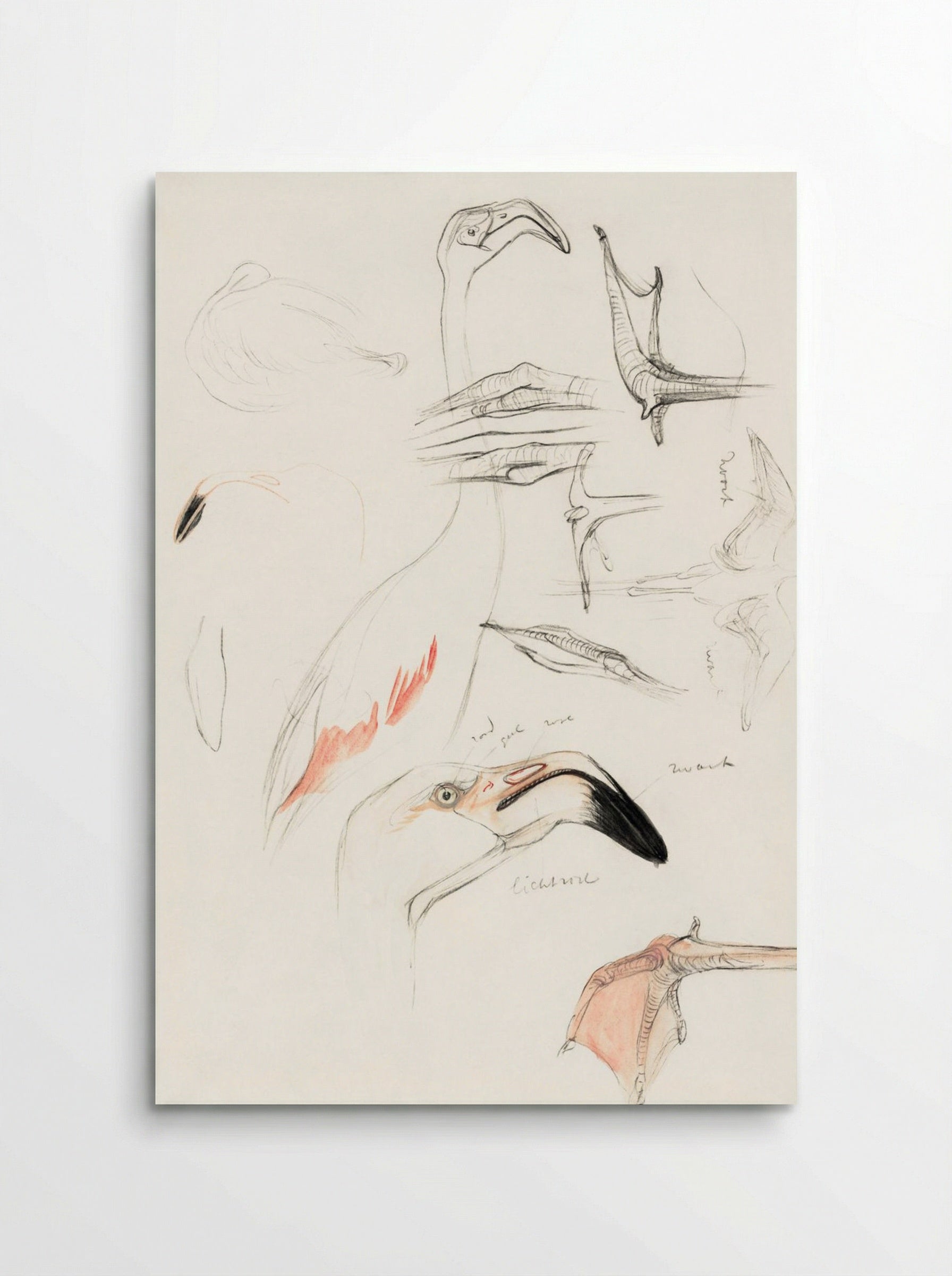 Studies of a Flamingo - Theo van Hoytema - Poster