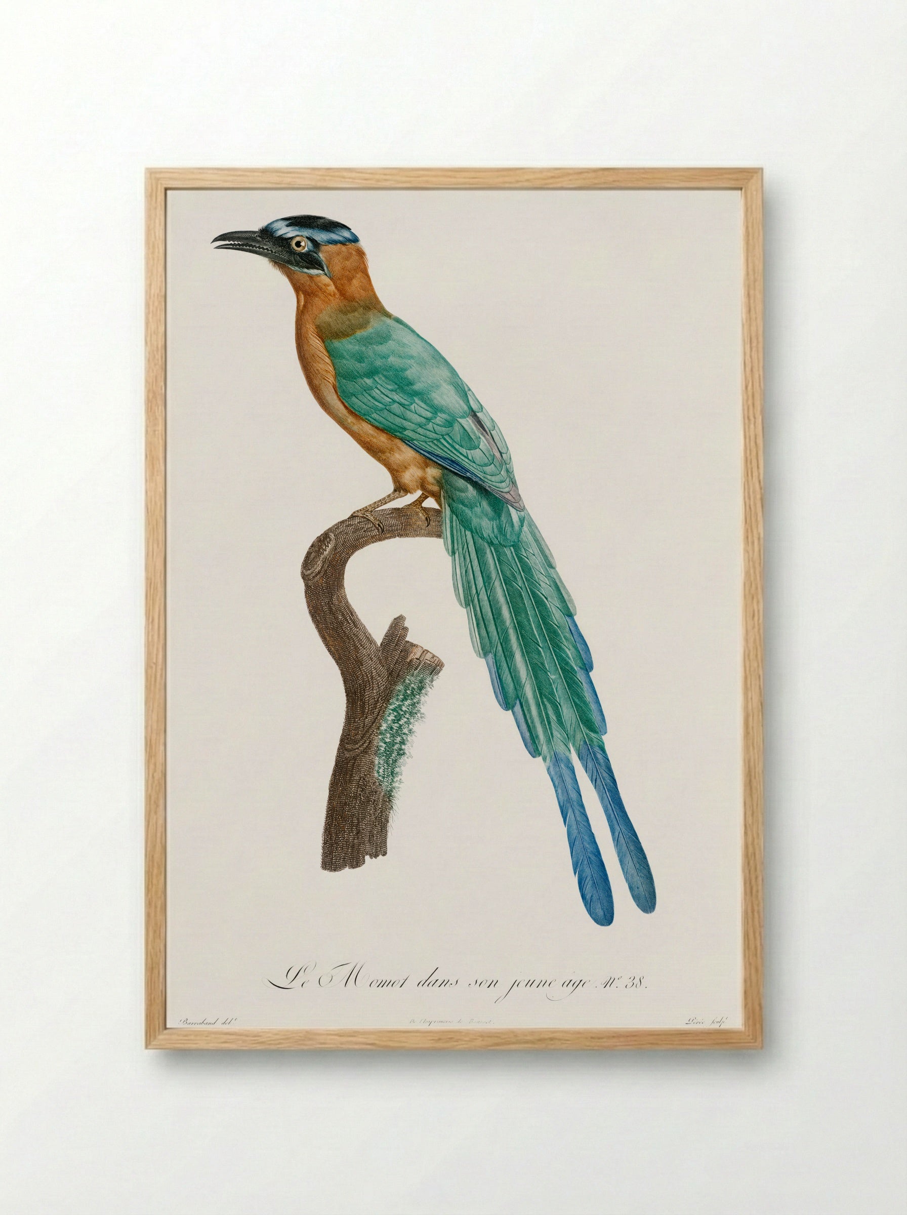 Young Motmot - Jacques Barraband - Framed Print Wood