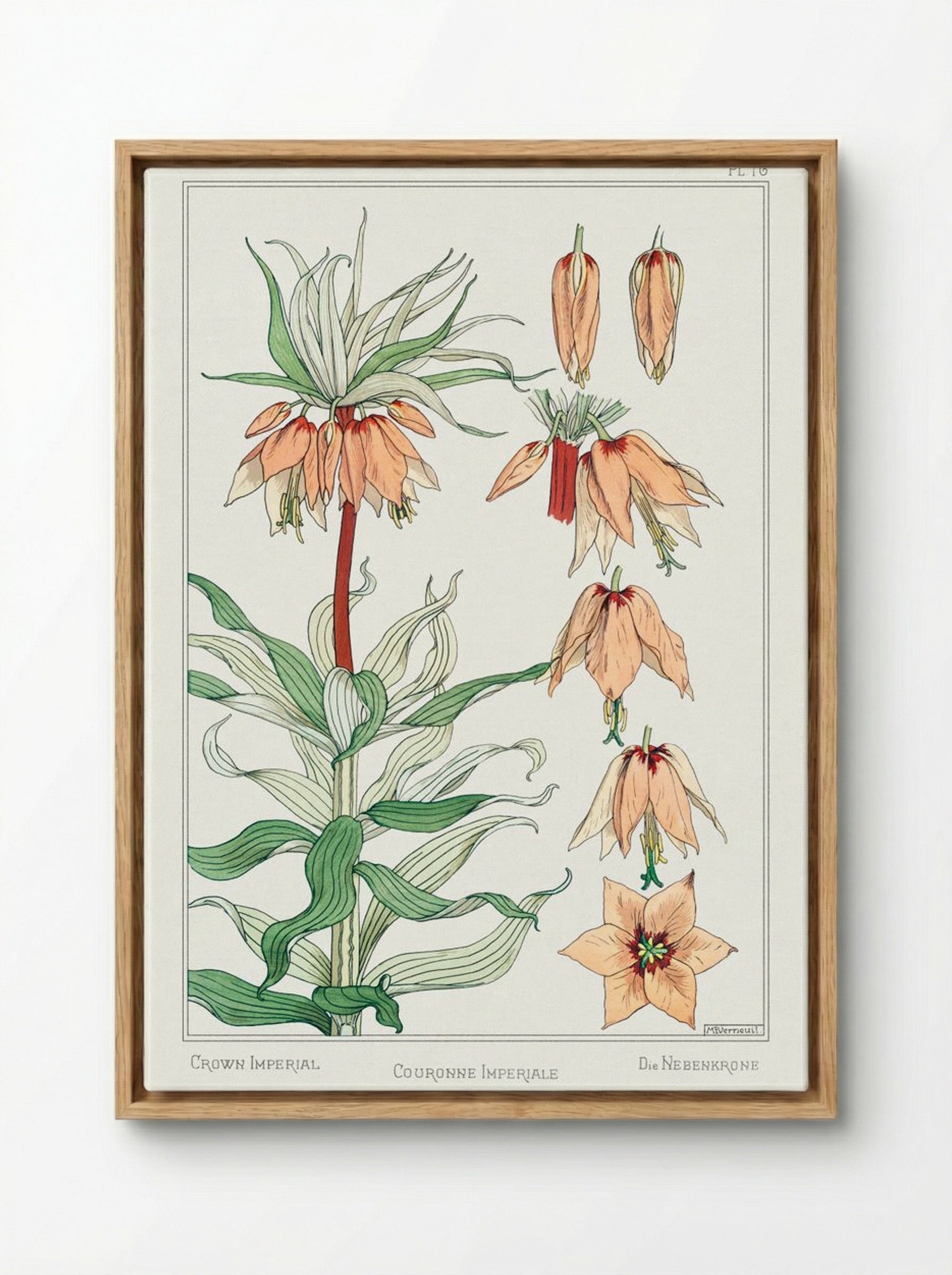 Couronne Impériale (Crown Imperial) - Maurice Pillard Verneuil - Framed Canvas Wood