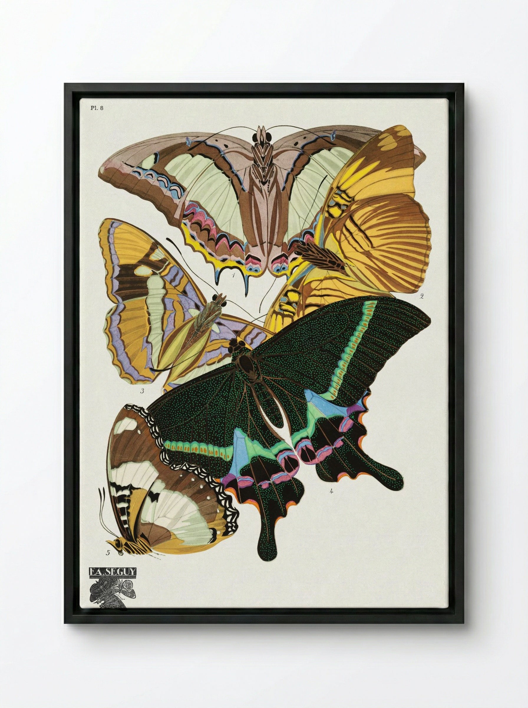 Butterflies (Plate 8) - Émile-Allain Séguy - Framed Canvas Black
