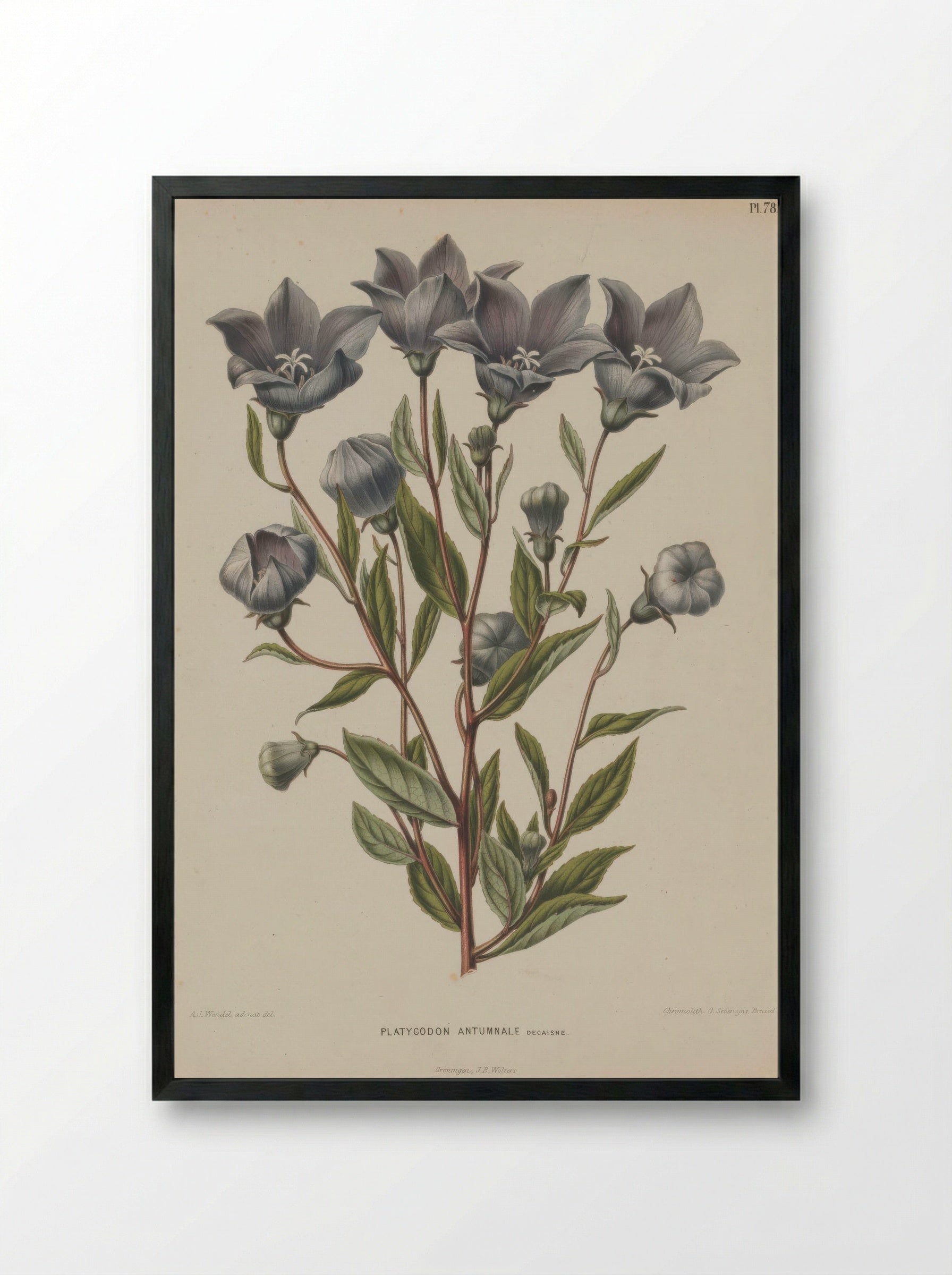 Campanula Grandiflora Jacq. - A. J. Wendel - Framed Print Black