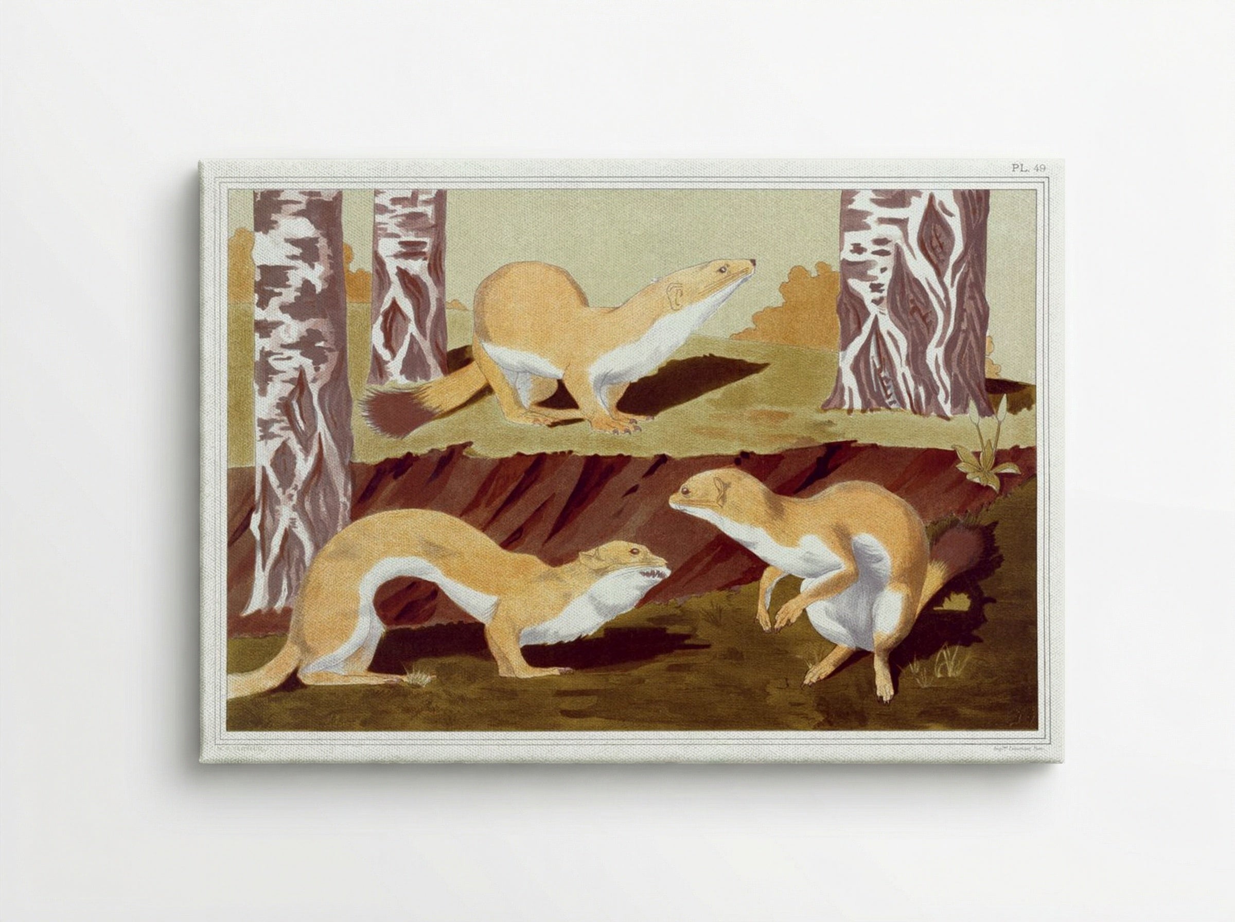 Hermines Vulgaires (Common Stoats) - Maurice Pillard Verneuil - Canvas