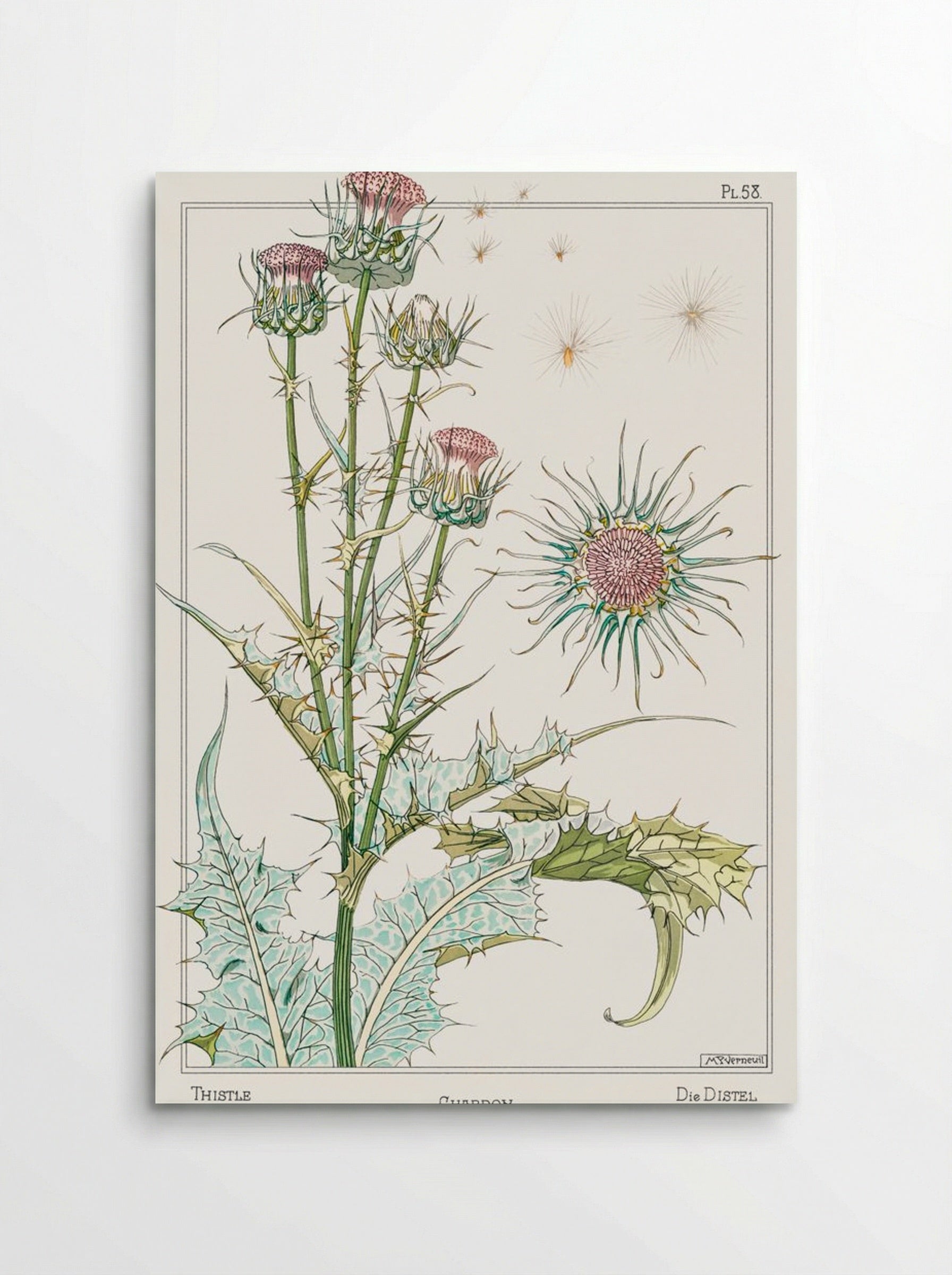Chardon (Thistle) from La Plante et ses Applications ornementales - Maurice Pillard Verneuil - Poster