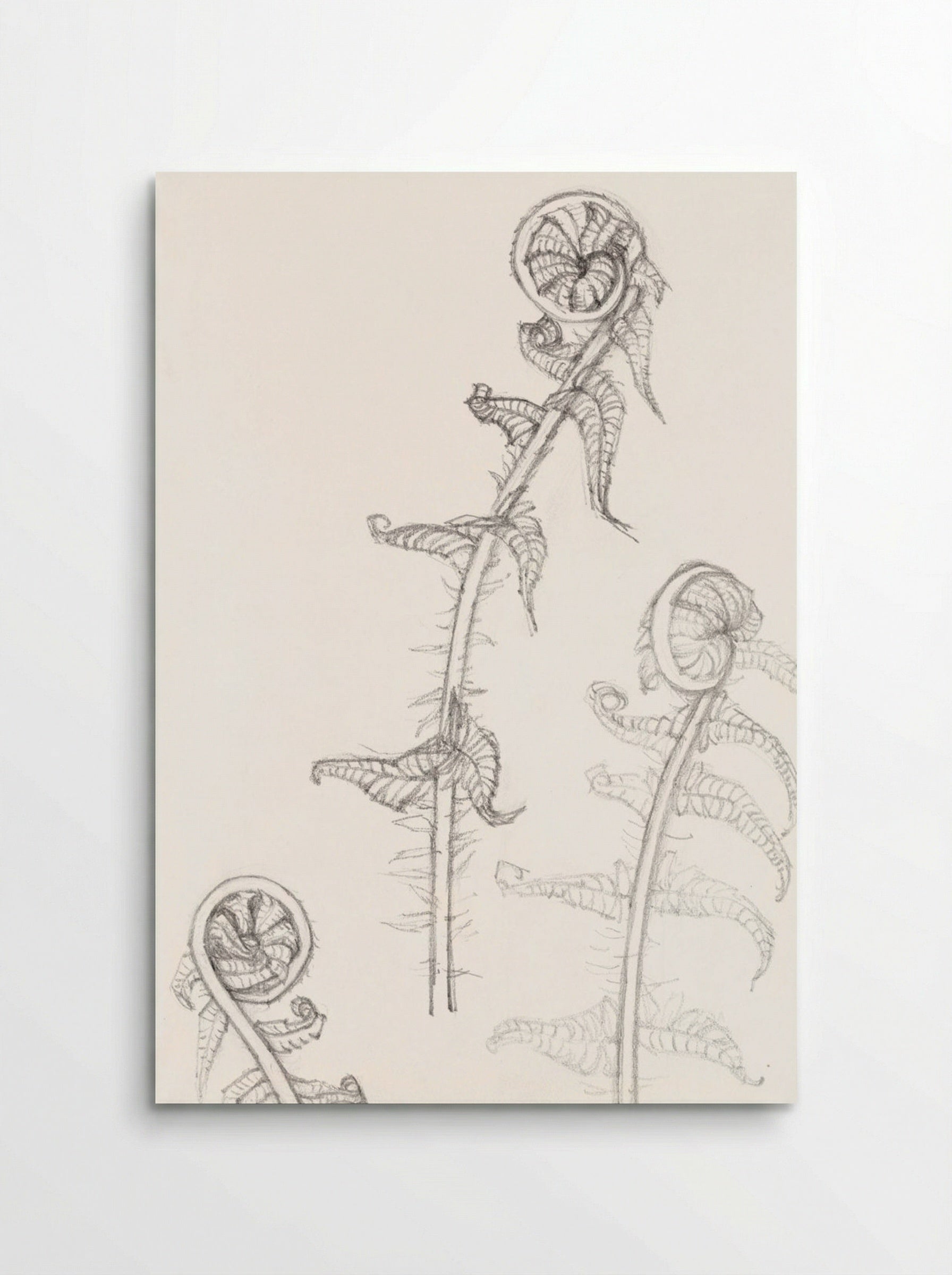 Sketches of Fronds - Julie de Graag - Poster