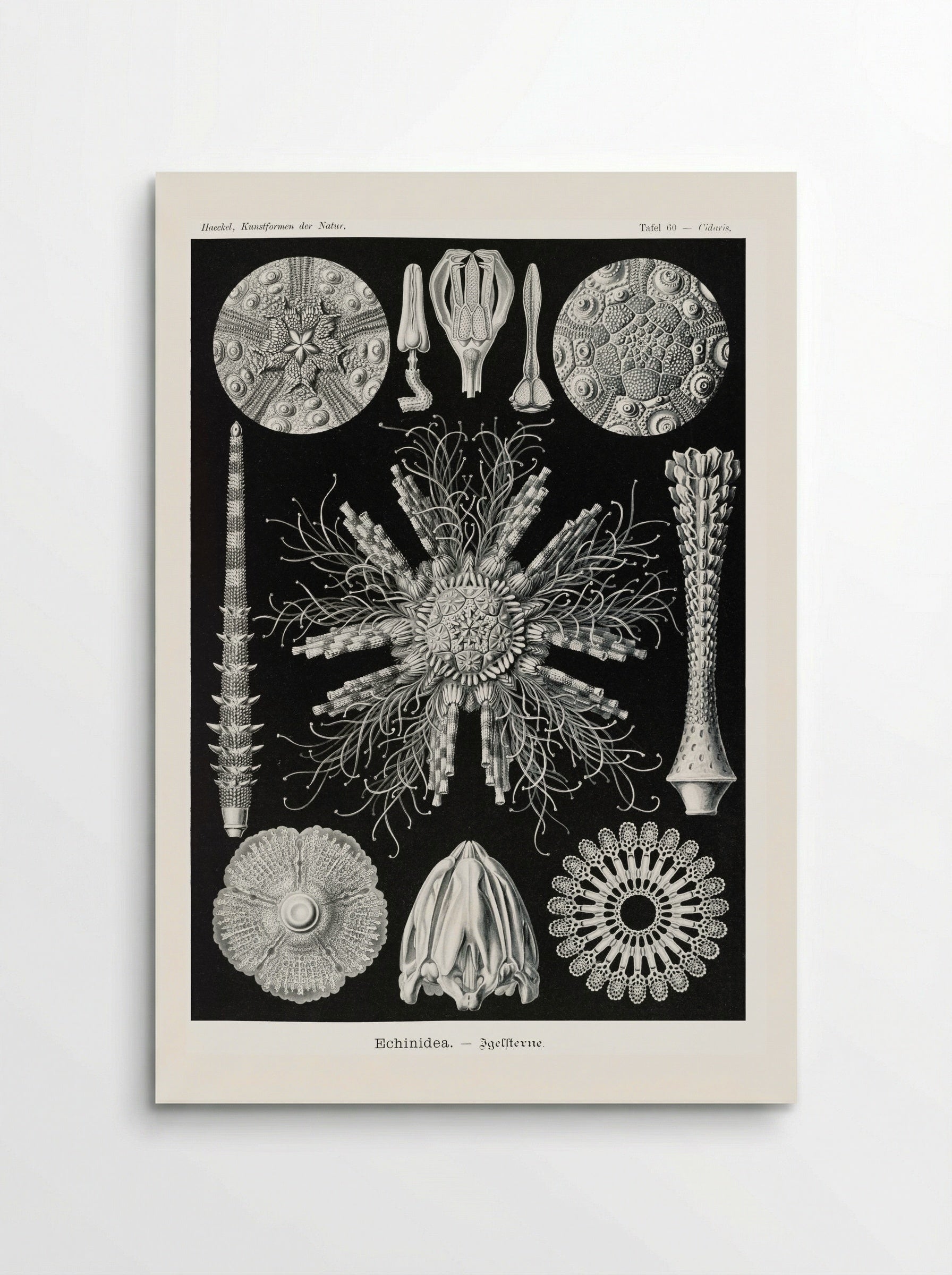 Echinidea-Igelsterne (1904) - Ernst Haeckel - Poster