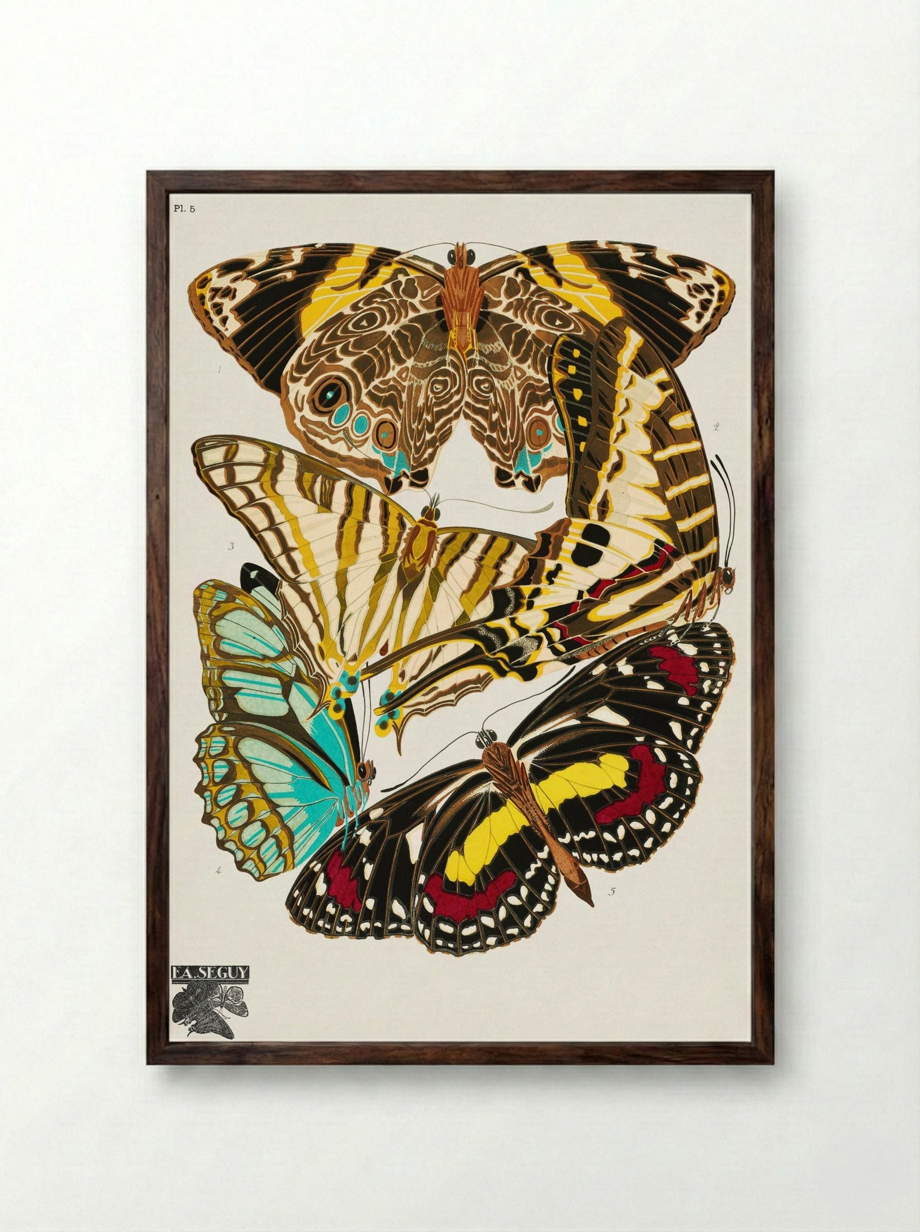 Butterflies, Plate 5 - Émile-Allain Séguy - Framed Print Dark Wood