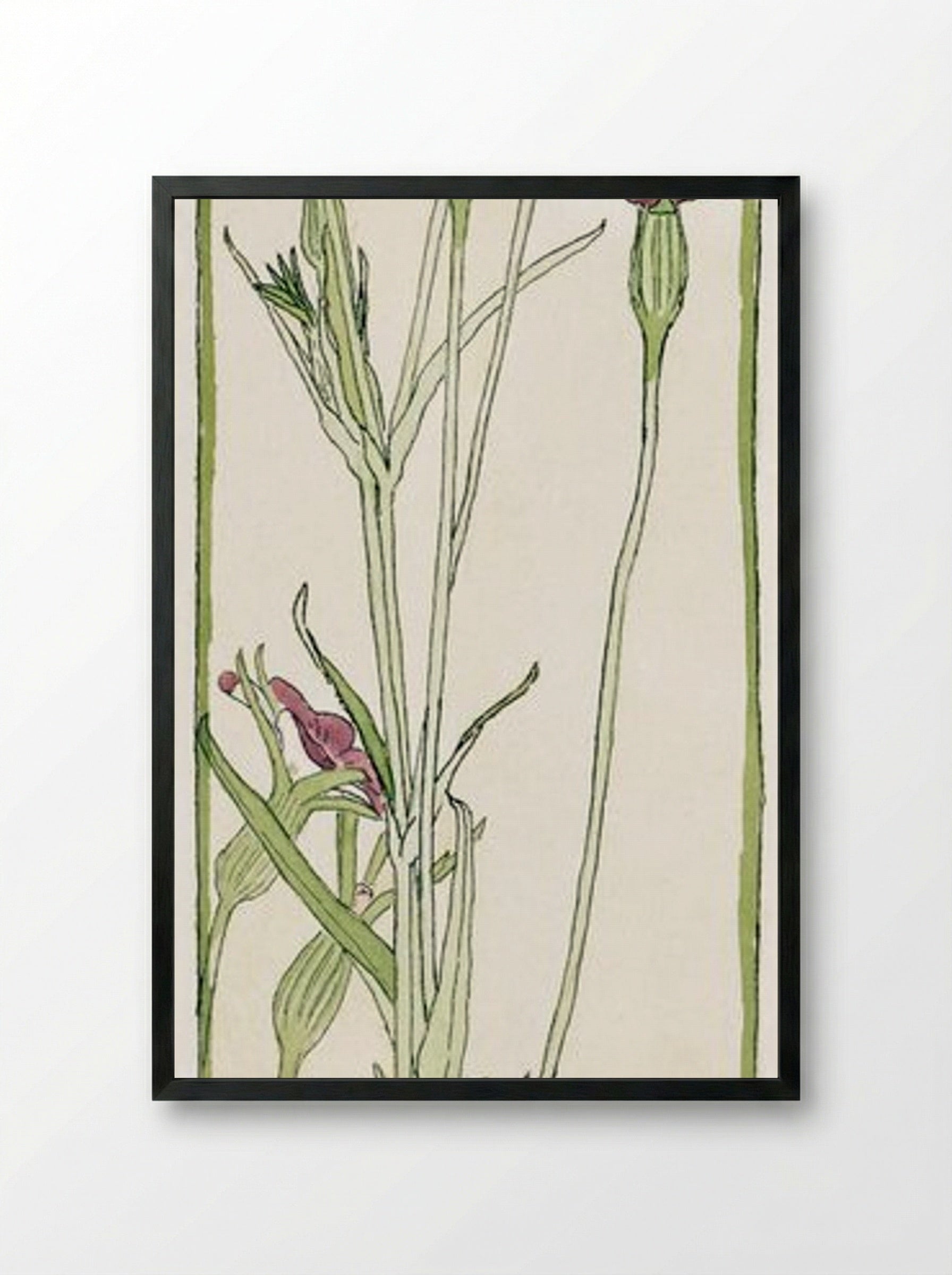 Corn Cockle - Hannah Borger Overbeck - Framed Print Black