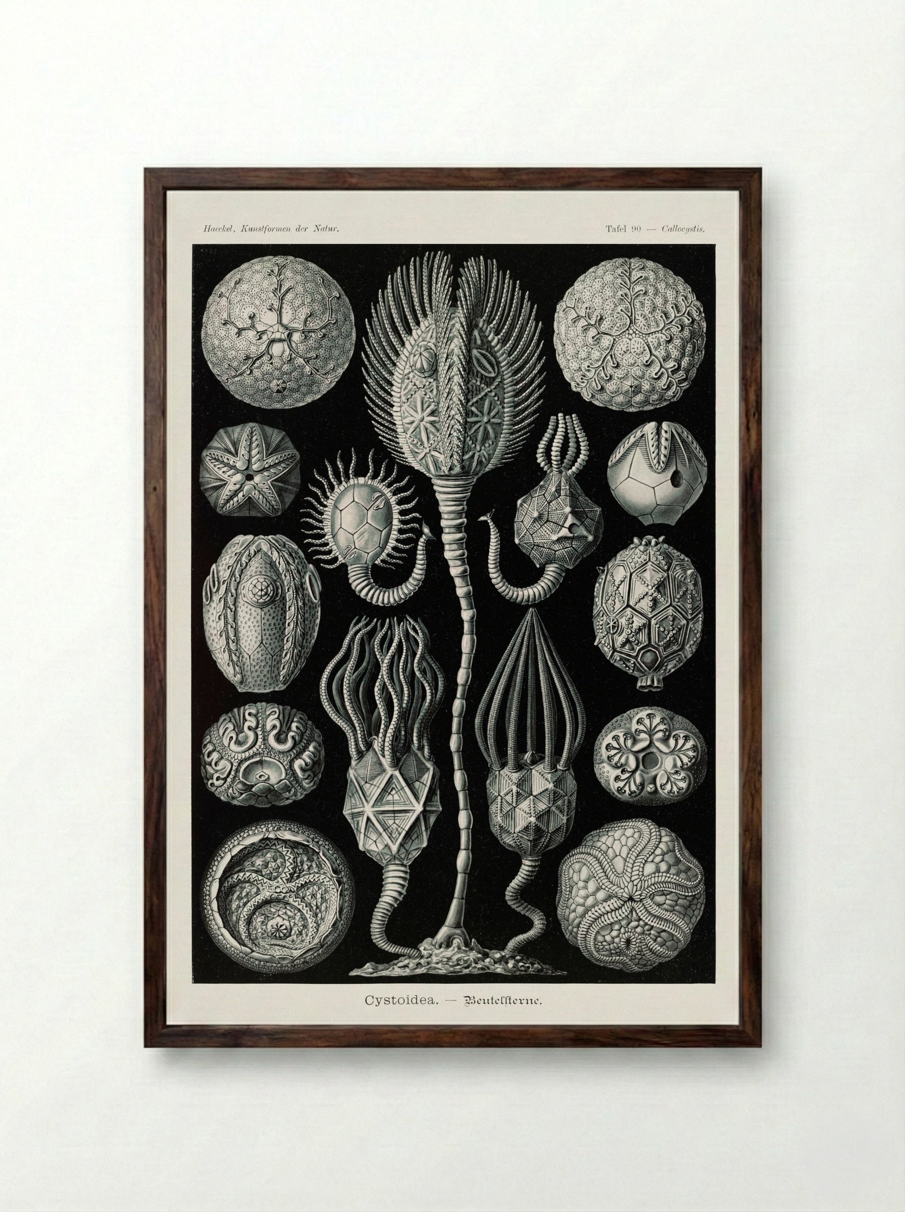 Cystoidea-Beutelsterne (1904) - Ernst Haeckel - Framed Print Dark Wood