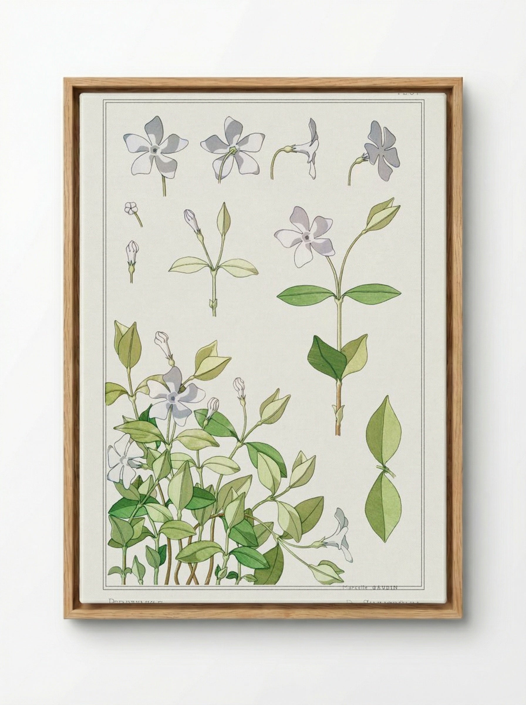 Pervenche (Periwinkle) from La Plante et ses Applications ornementales - Maurice Pillard Verneuil - Framed Canvas Wood