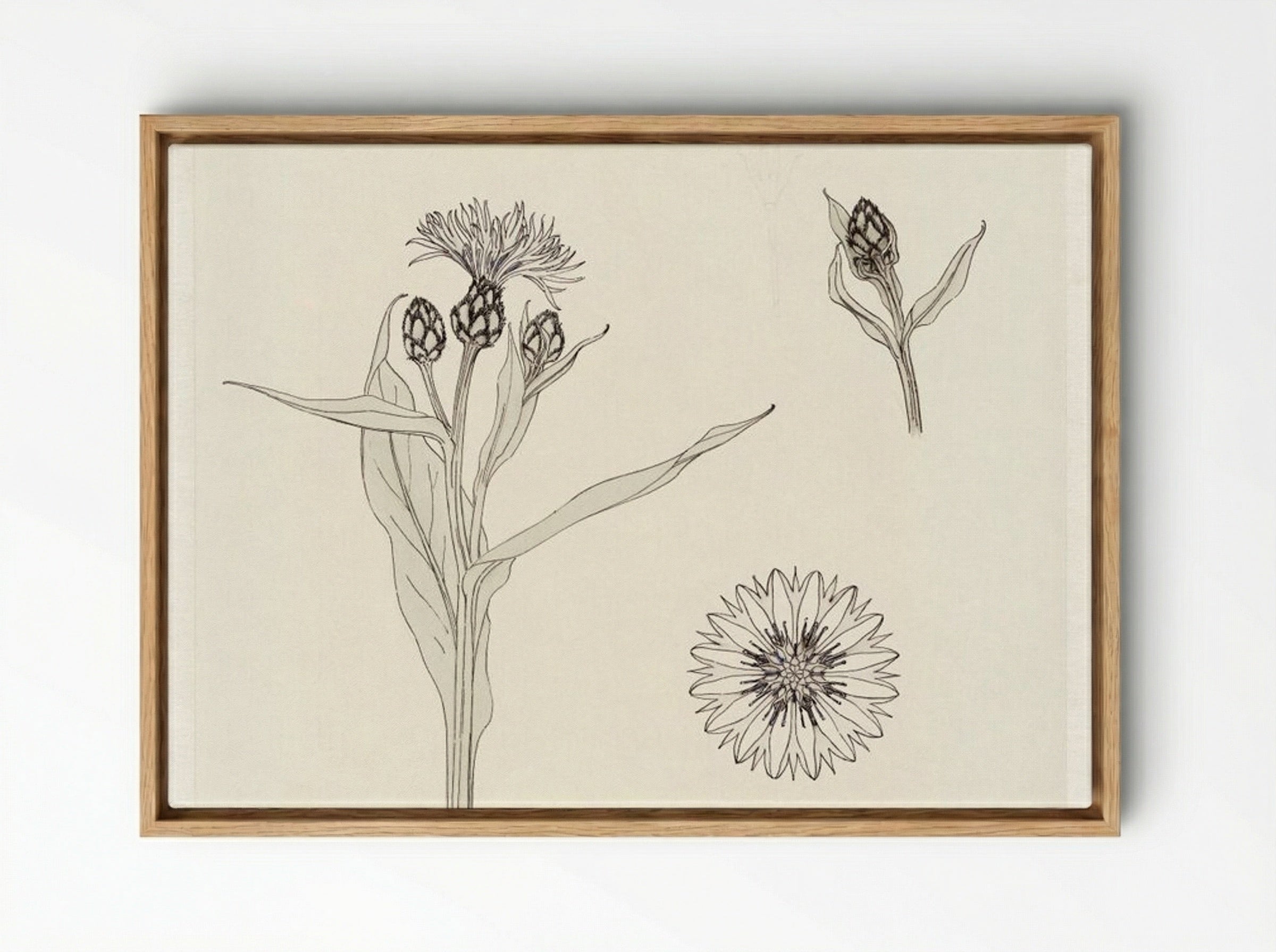Cornflowers, Colour Sketch - Julie de Graag - Framed Canvas Wood
