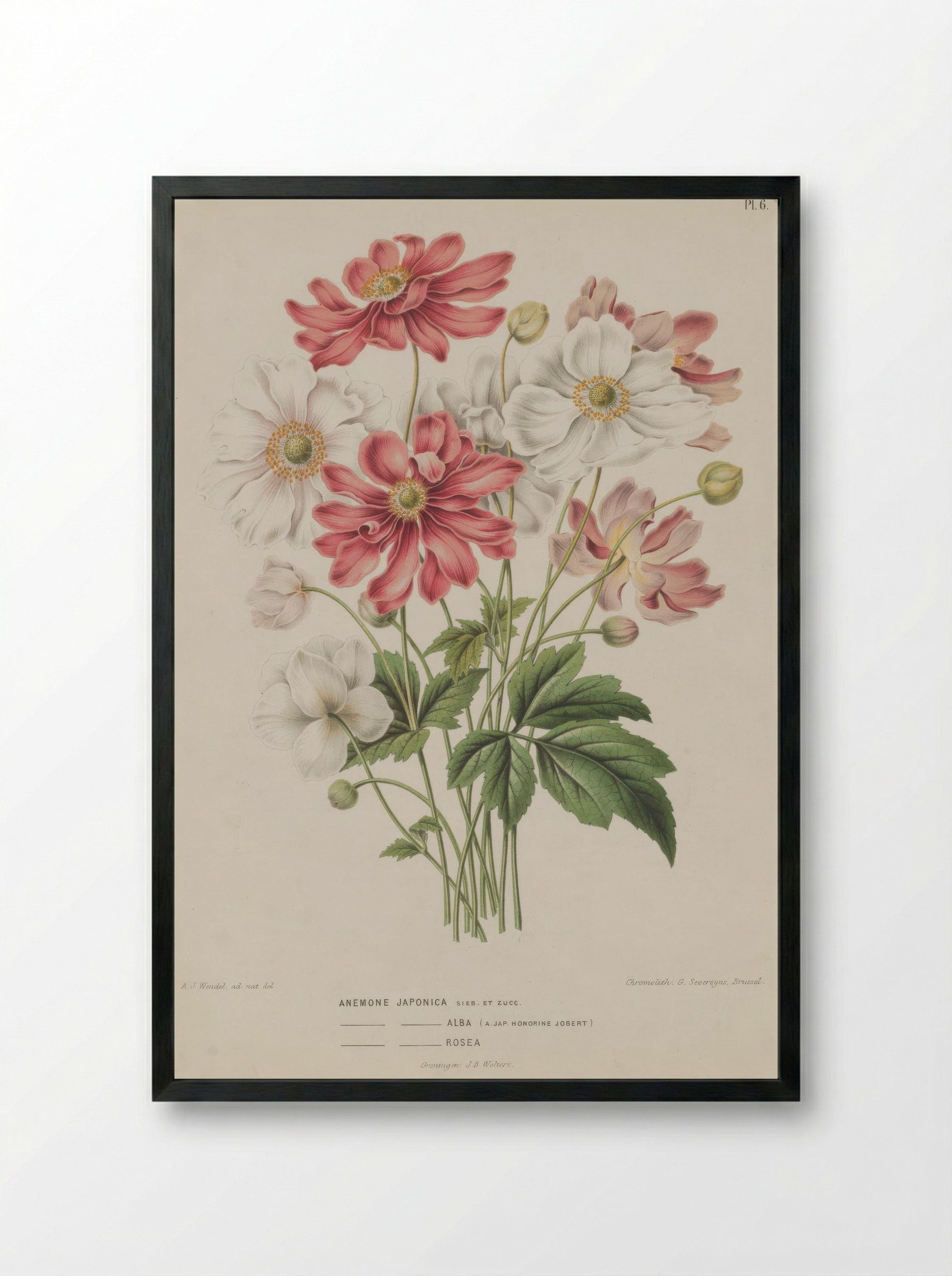 Anemone Scabiosa H.l V. Vaniot - A. J. Wendel - Framed Print Black