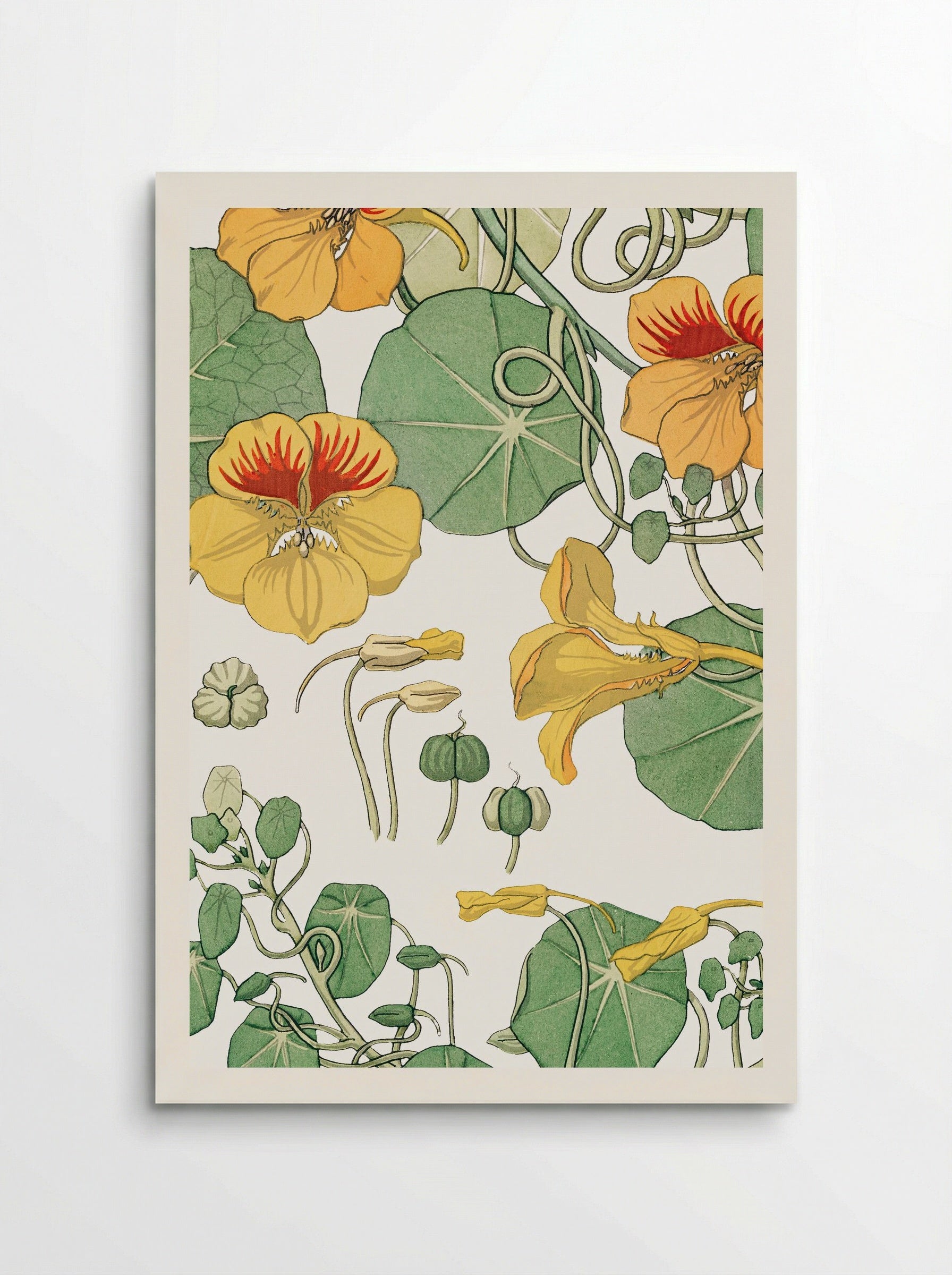 Capucine (Nasturtium) - Maurice Pillard Verneuil - Poster