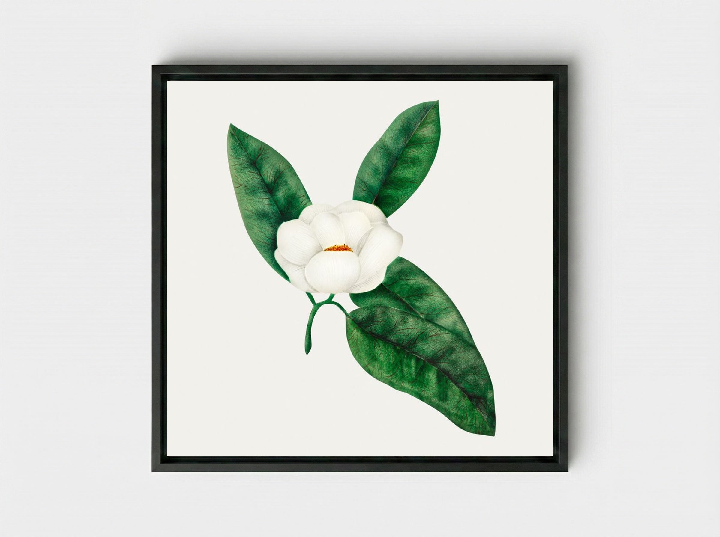 Magnolia - Mary Altha Nims - Framed Canvas Black