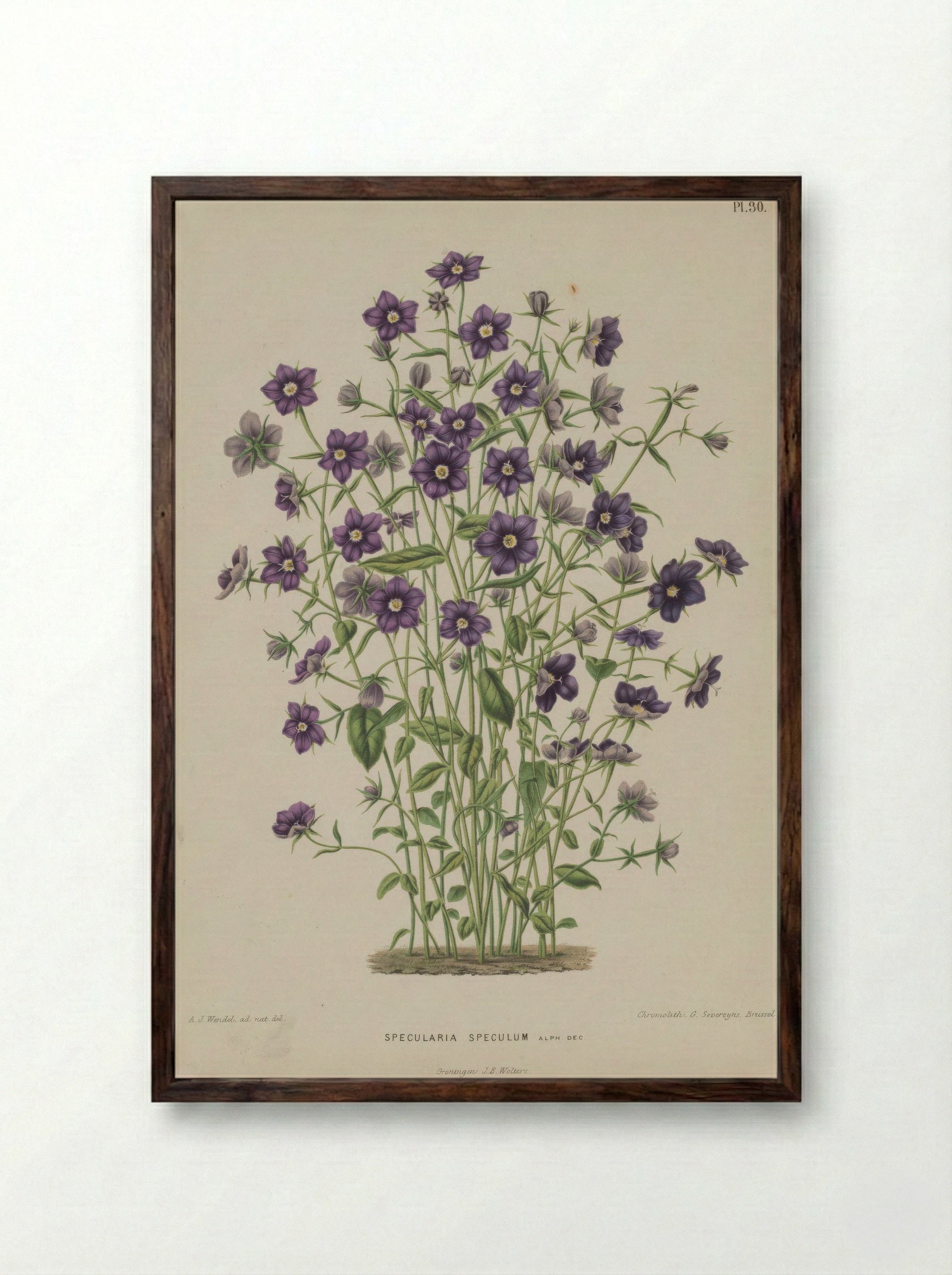 Campanula Speculum Veneris L. - A. J. Wendel - Framed Print Dark Wood