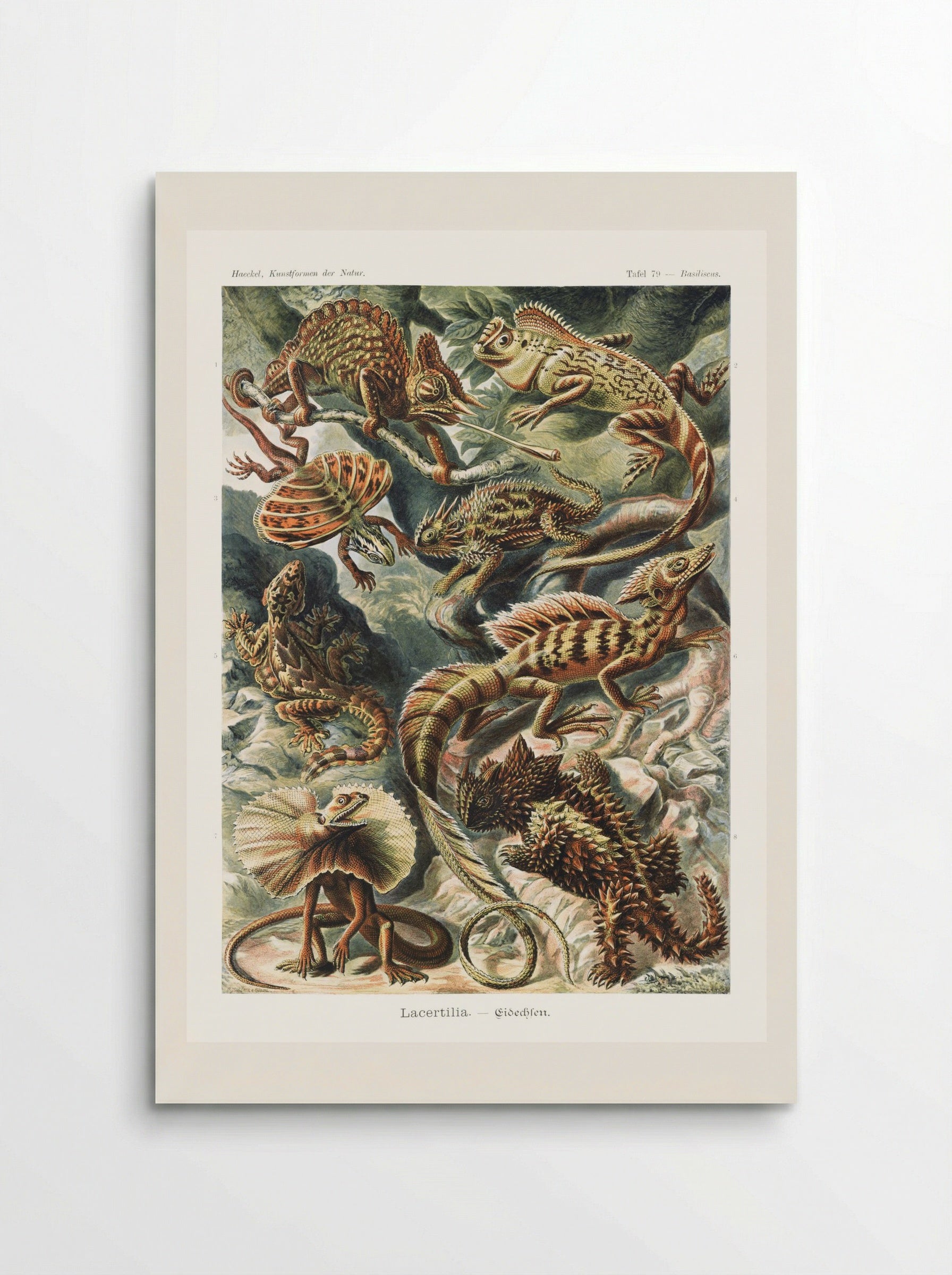 Lacertilia-Eidechlen (1904) - Ernst Haeckel - Poster