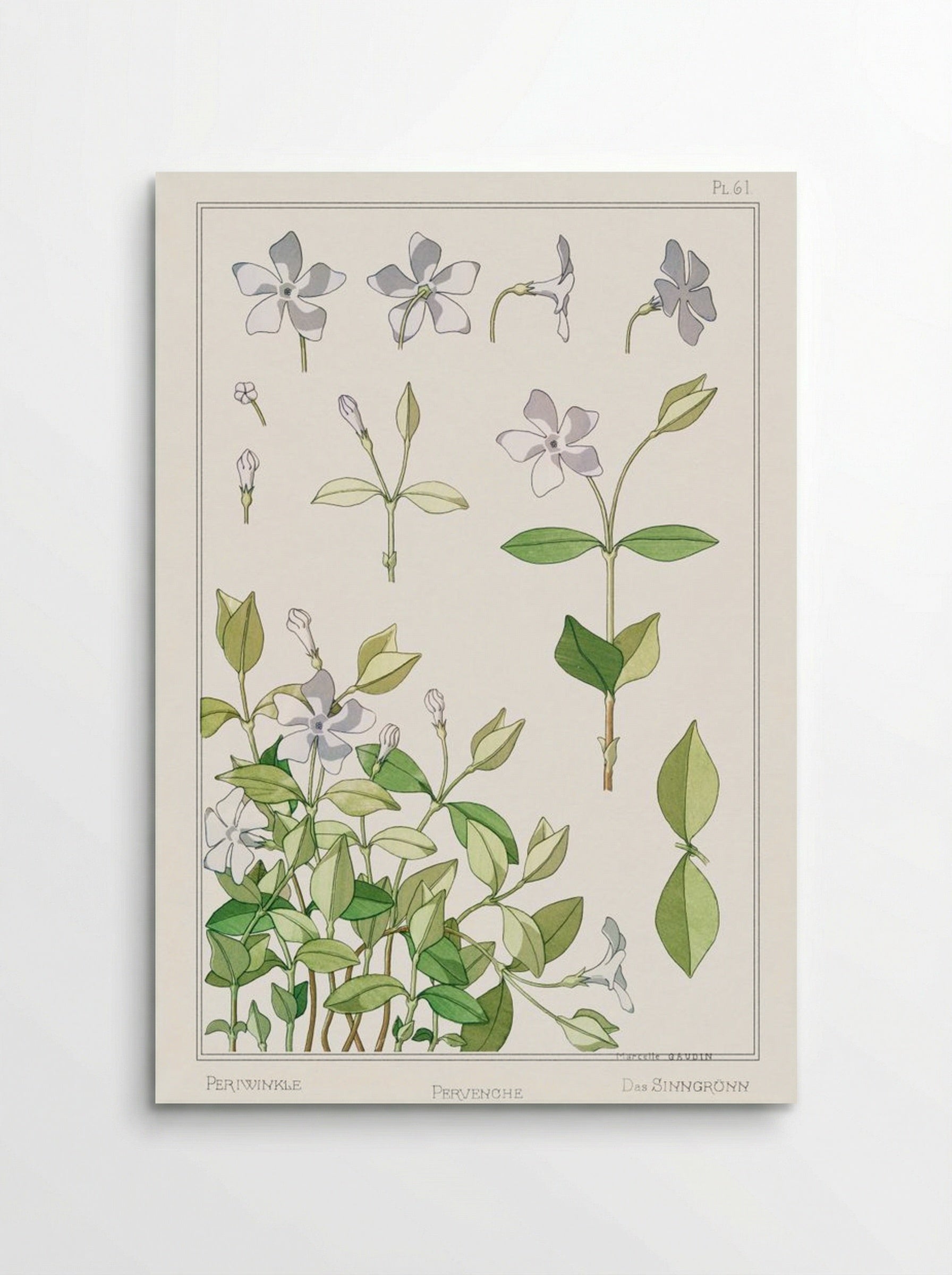 Pervenche (Periwinkle) from La Plante et ses Applications ornementales - Maurice Pillard Verneuil - Poster