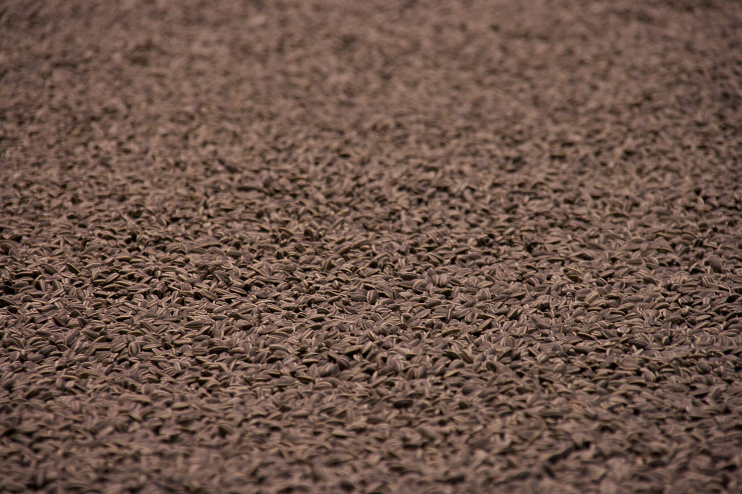 Ai Weiwei, Sunflower Seeds, 2010. 100 million hand-painted porcelain seeds. Tate Modern, London.
