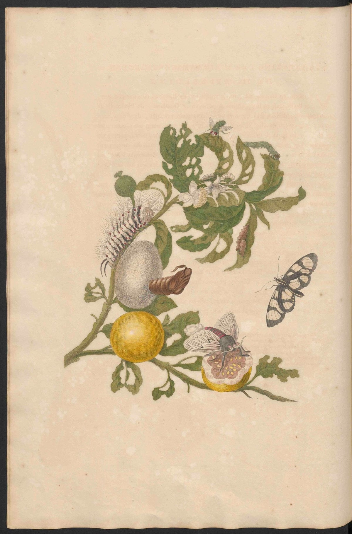 Maria Sibylla Merian-Metamorphosis-Uni bib Utrecht MAG AB 352 Rariora 19
