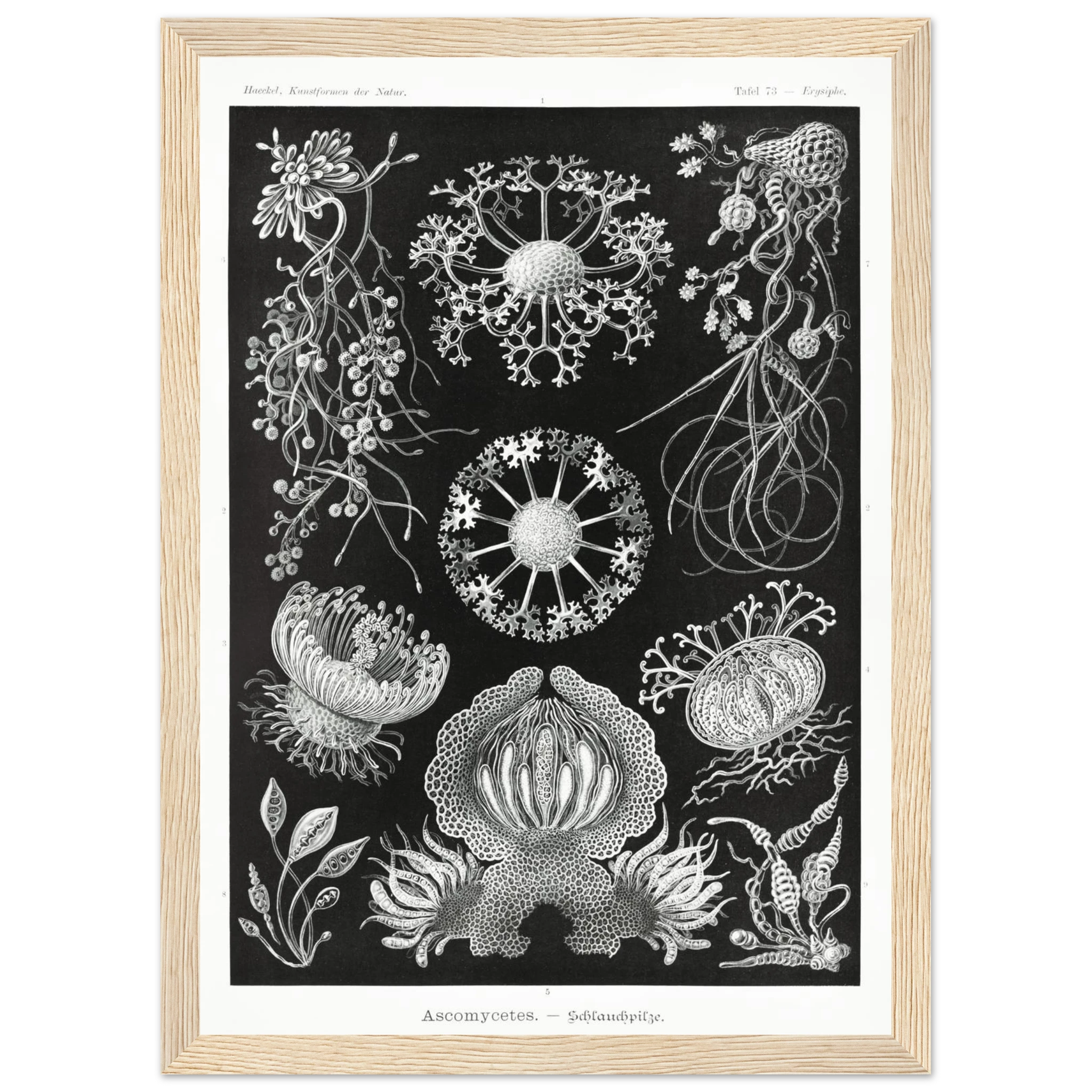 0c50e86b-456f-4c23-b588-e8a41f60d82c