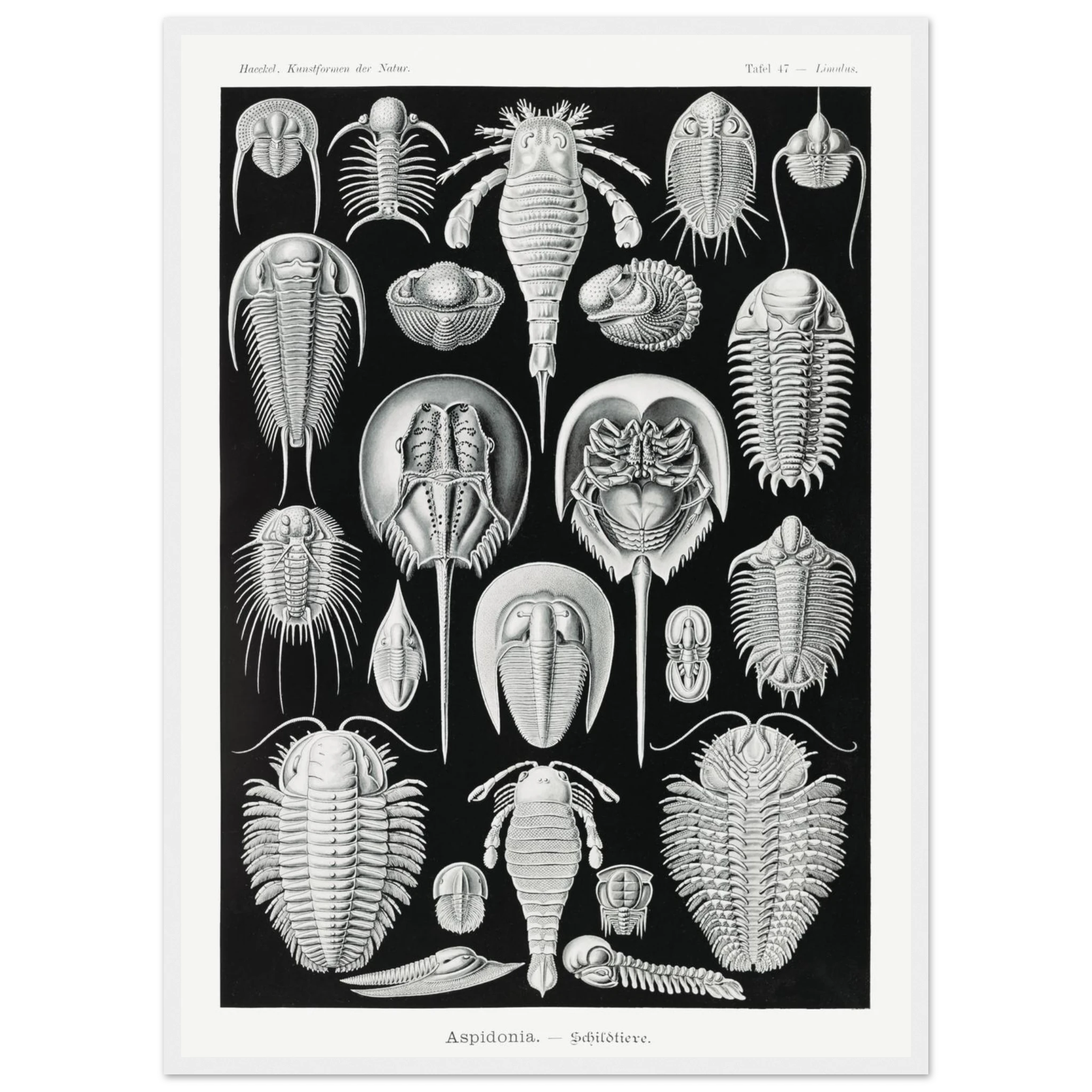 46113e3a-3077-4f9b-bf21-eded702ea4fc