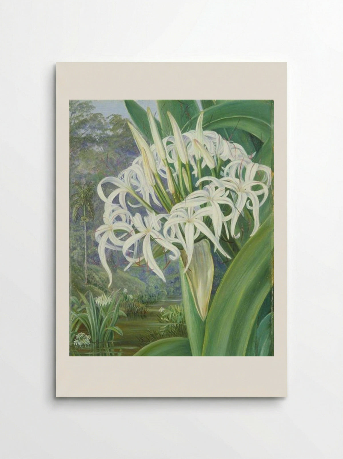 A Bornean Crinum - Marianne North - Poster