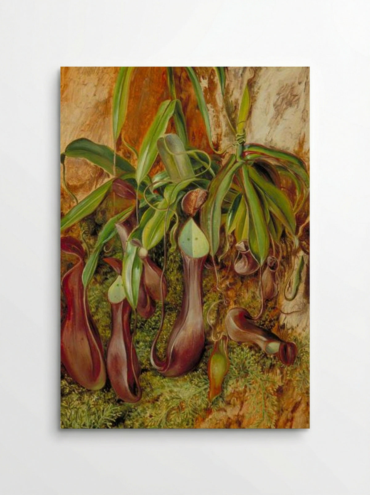 A Bornean Pitcher Plant, Sarawak, Borneo - Marianne North - Poster