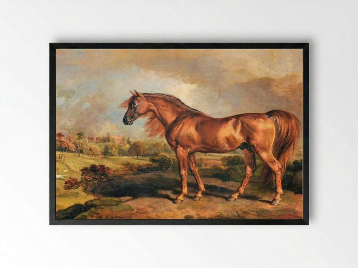 A Chestnut Stallion in the Grounds of Powis Castle - James Ward - Framed Print Black