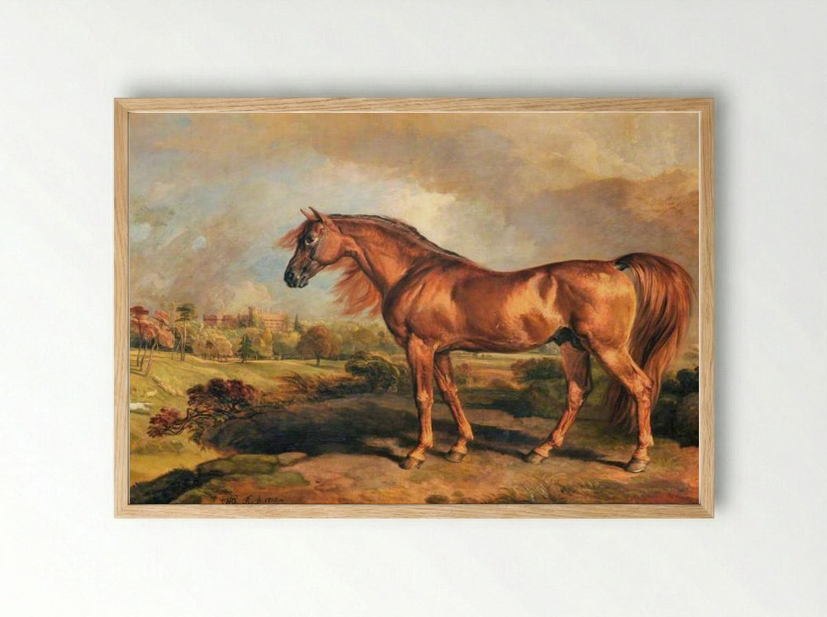 A Chestnut Stallion in the Grounds of Powis Castle - James Ward - Framed Print Wood