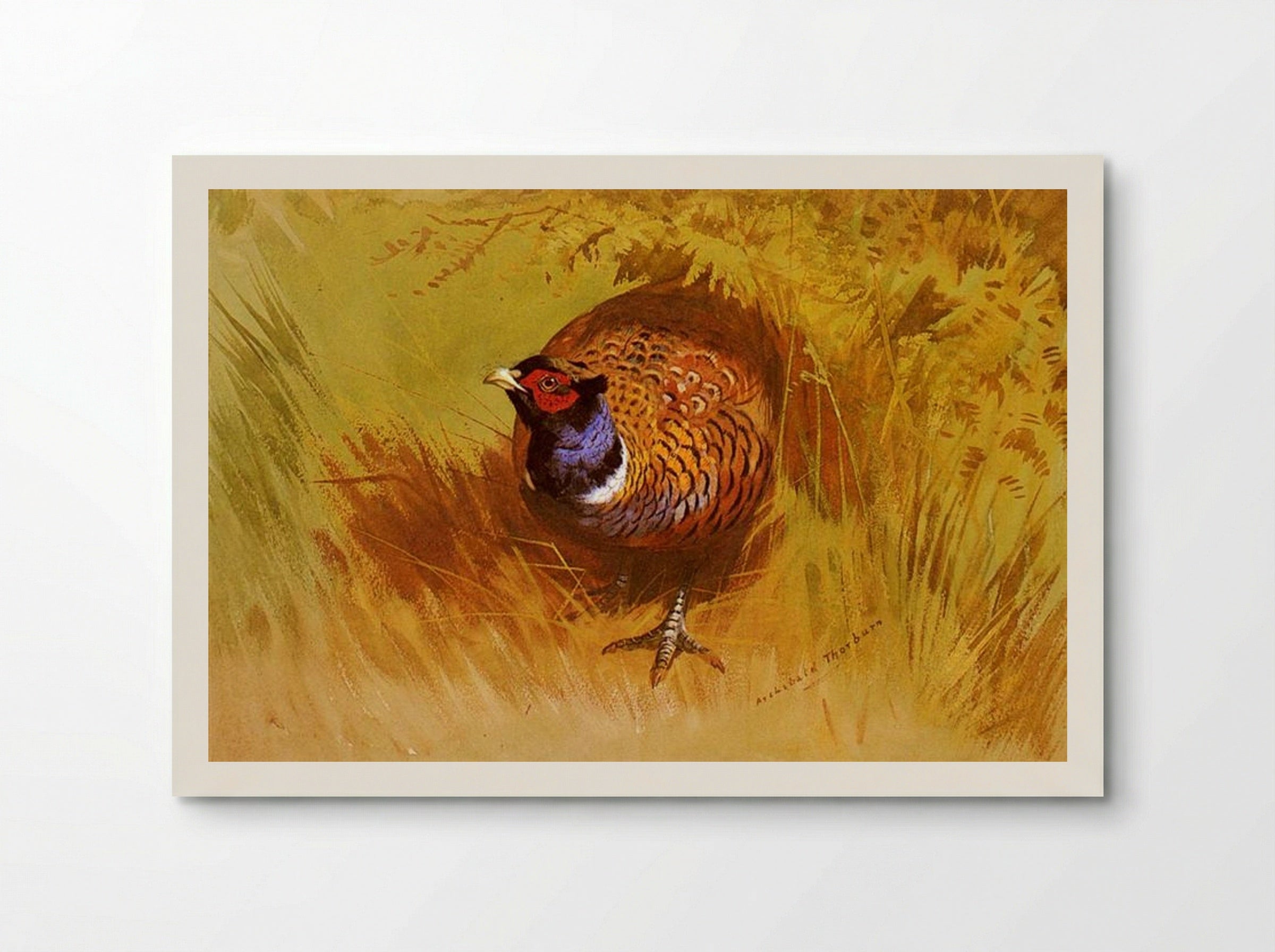 A Cock Pheasant - Archibald Thorburn - Poster