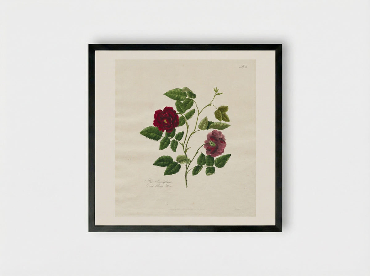 A Collection of Roses from Nature: Dark China Rose - Mary Lawrance - Framed Print Black
