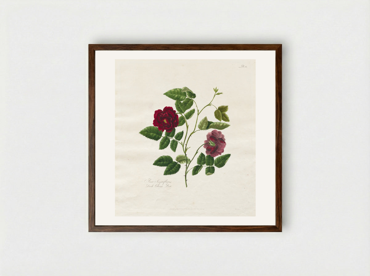 A Collection of Roses from Nature: Dark China Rose - Mary Lawrance - Framed Print Dark Wood