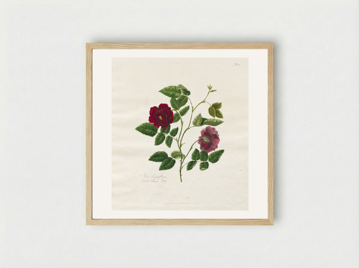 A Collection of Roses from Nature: Dark China Rose - Mary Lawrance - Framed Print Wood