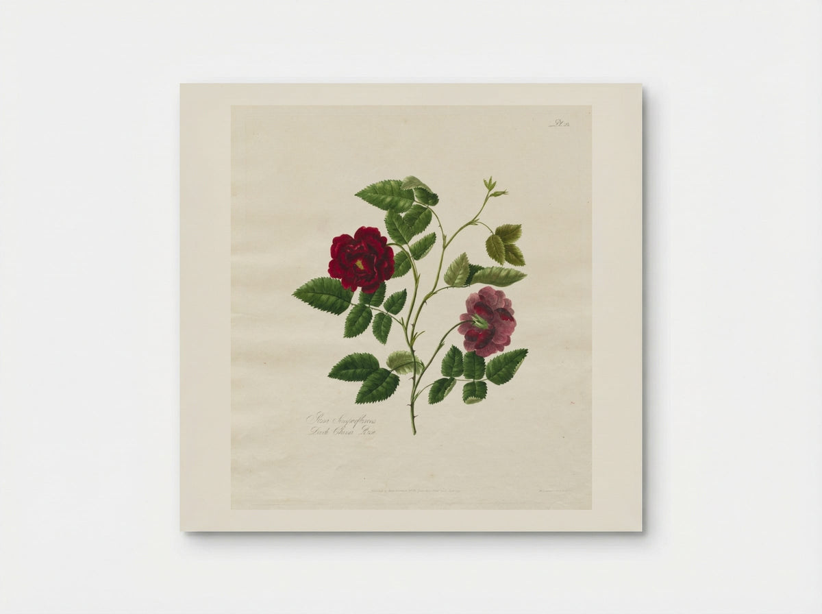 A Collection of Roses from Nature: Dark China Rose - Mary Lawrance - Poster