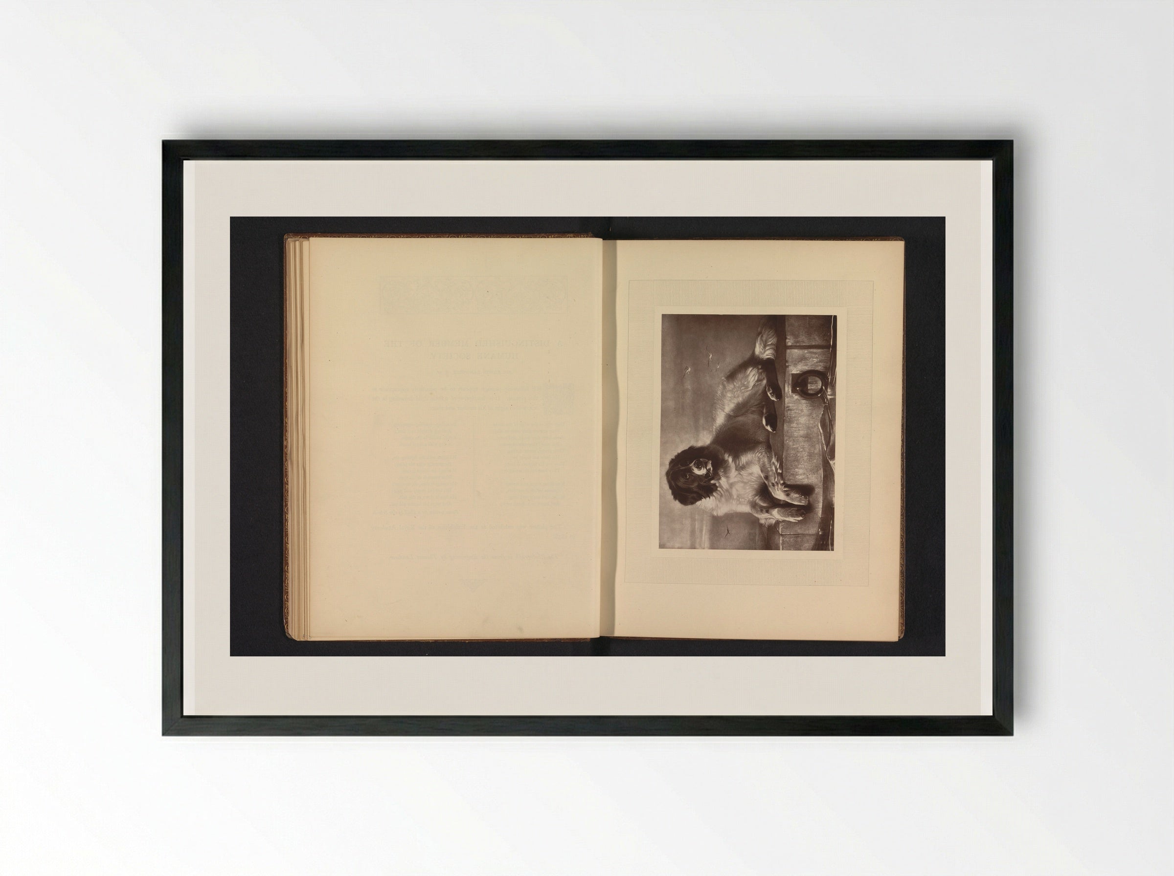 A Distinguished Member of the Humane Society - Edwin Henry Landseer - Framed Print Black