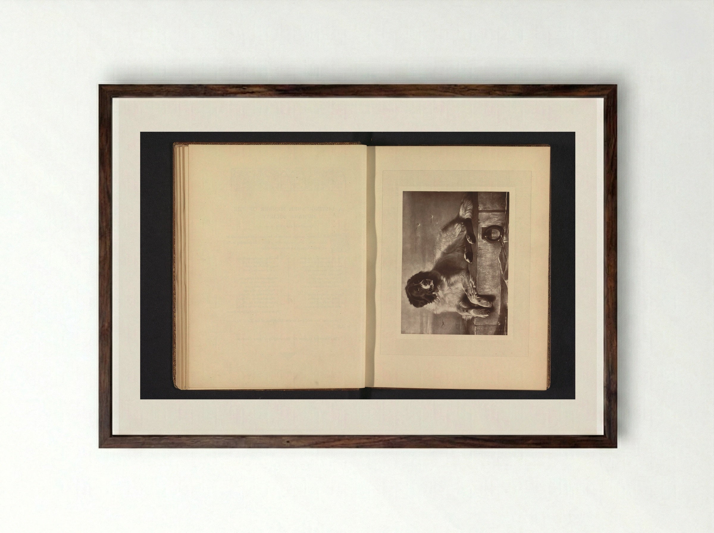 A Distinguished Member of the Humane Society - Edwin Henry Landseer - Framed Print Dark Wood