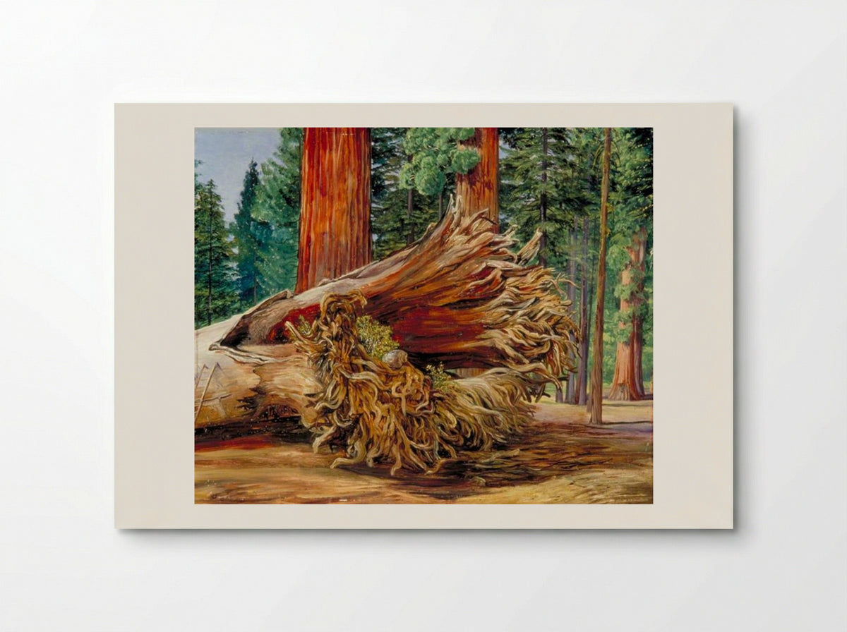 A Fallen Giant, Calaveras Grove, California - Marianne North - Poster