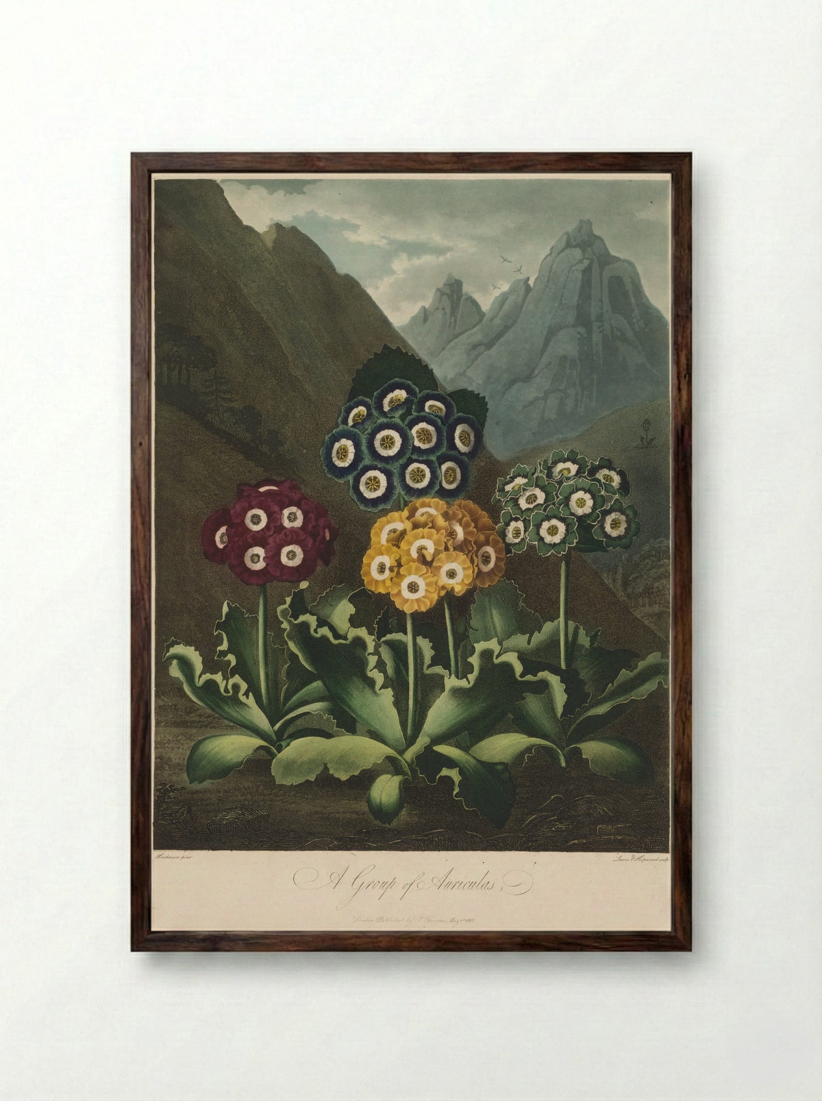 A Group of Auriculas - Robert John Thornton - Framed Print Dark Wood
