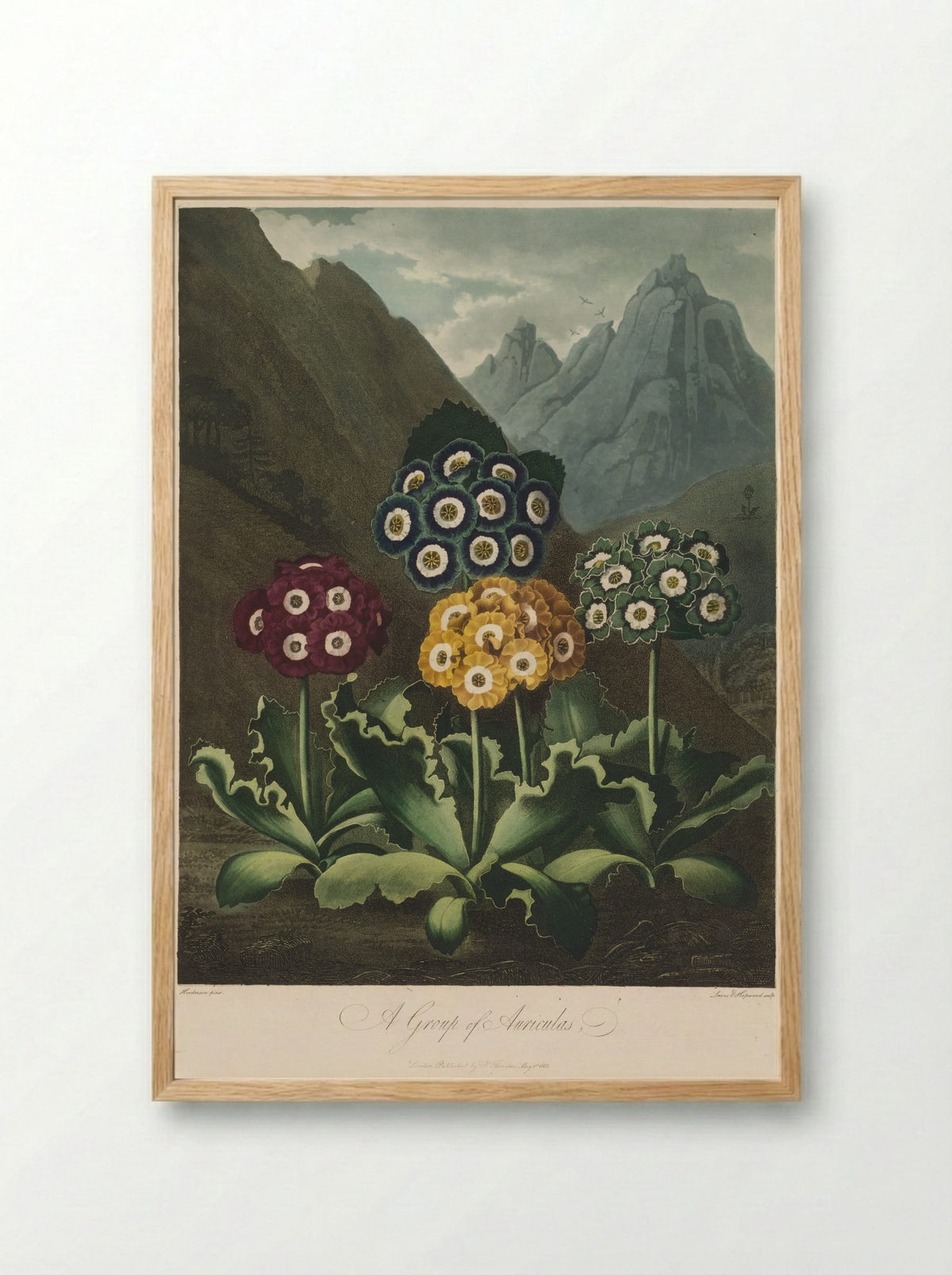 A Group of Auriculas - Robert John Thornton - Framed Print Wood