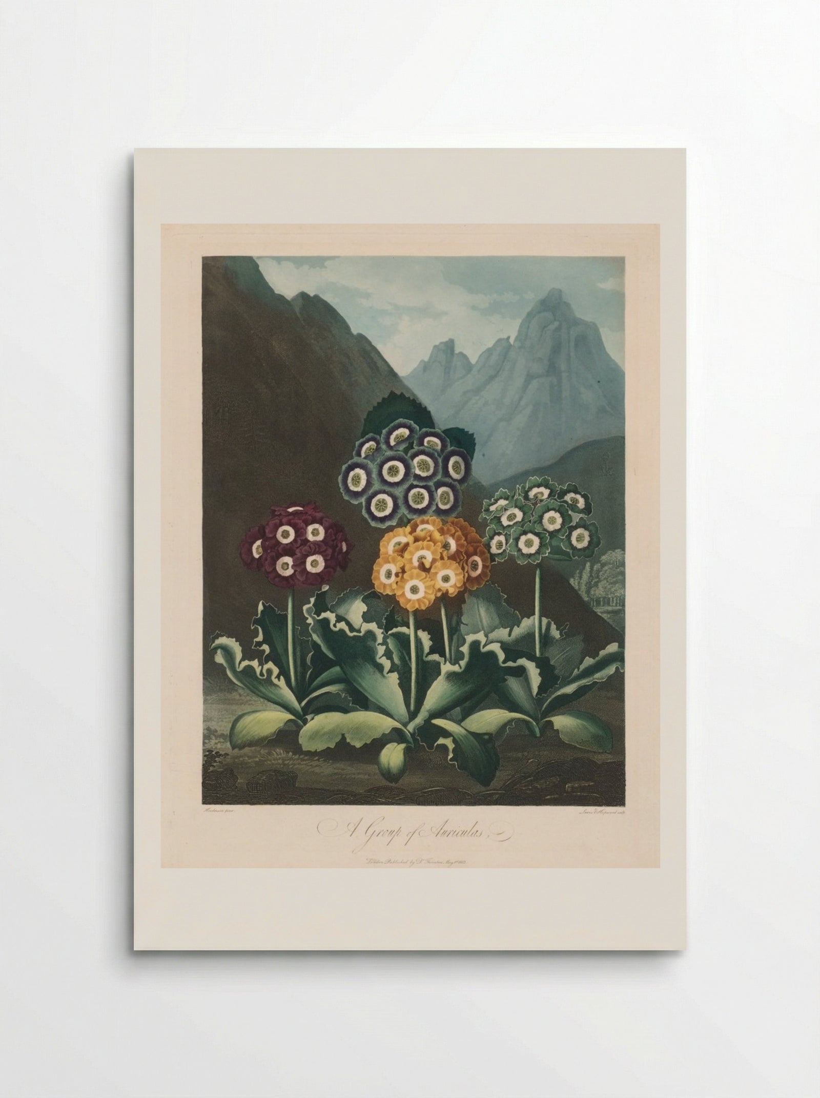 A Group of Auriculas - Robert John Thornton