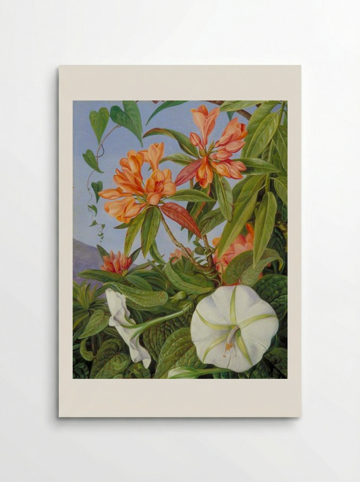 A Javan Rhododendron and Ipomoea - Marianne North - Poster