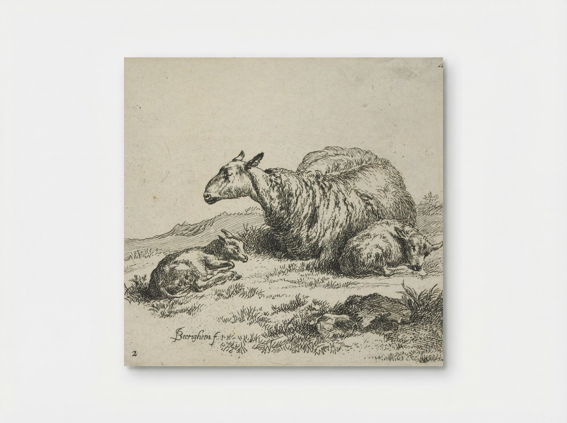 A Sheep and Kid - Nicolaes Berchem - Poster