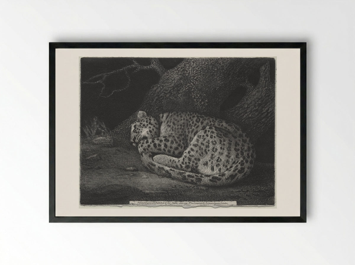 A Sleeping Leopard - George Stubbs - Framed Print Black