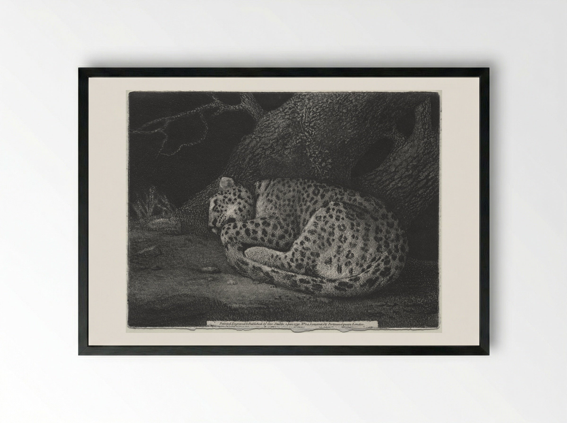 A Sleeping Leopard - George Stubbs - Framed Print Black