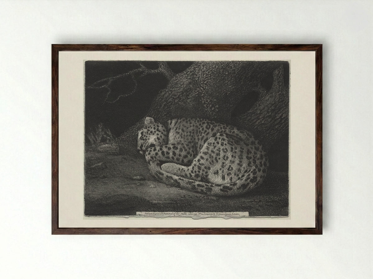 A Sleeping Leopard - George Stubbs - Framed Print Dark Wood