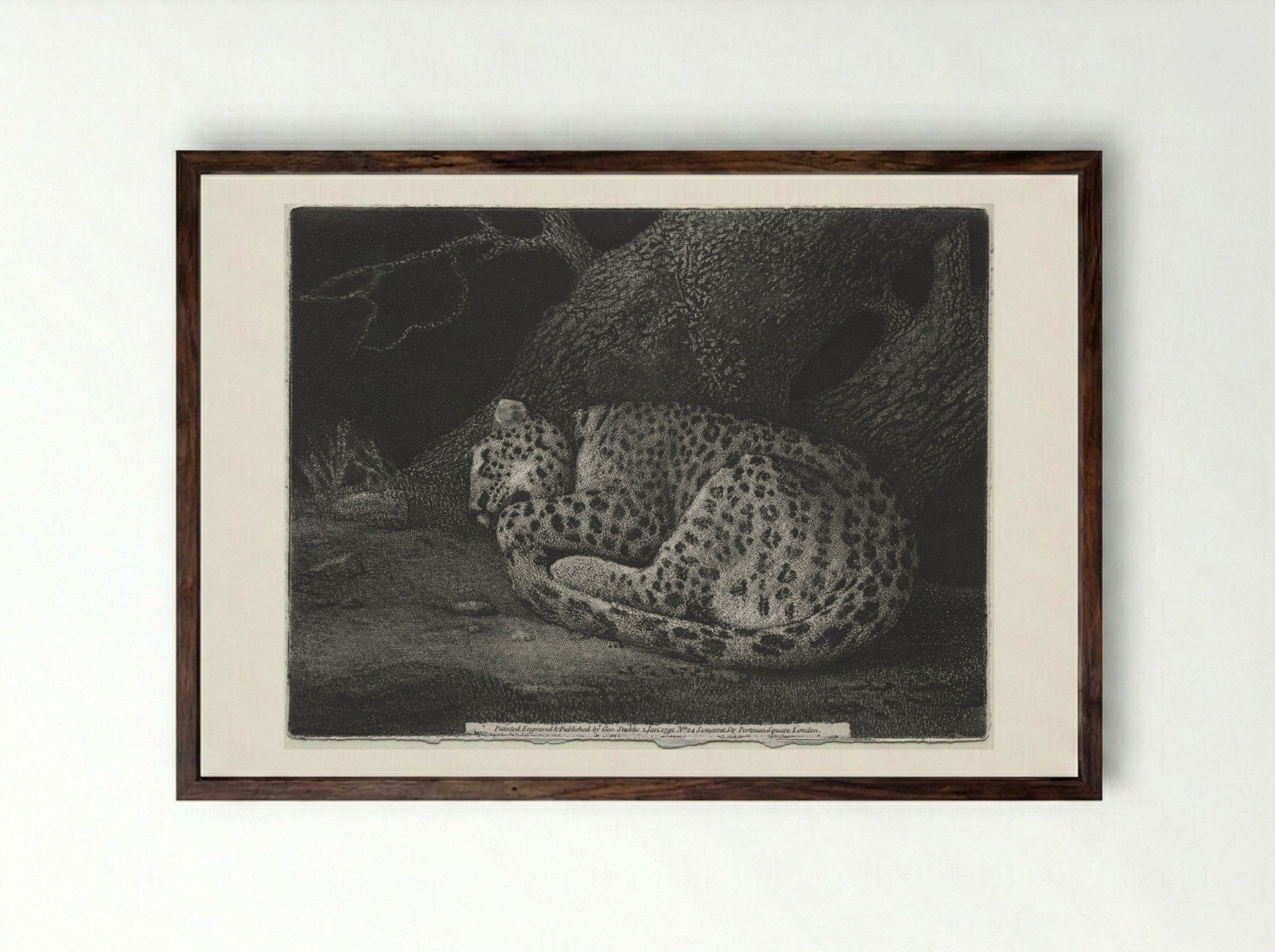 A Sleeping Leopard - George Stubbs - Framed Print Dark Wood