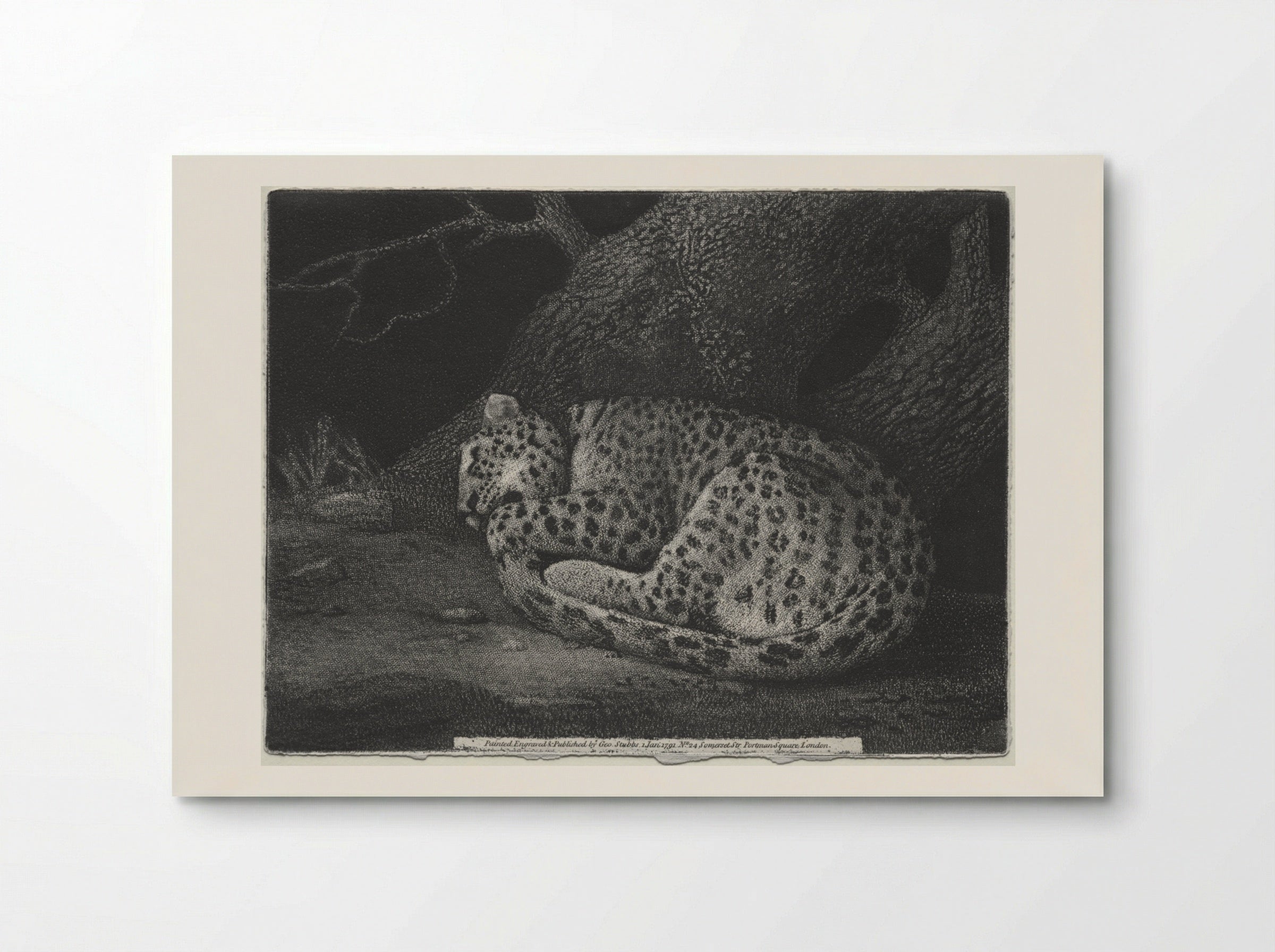 A Sleeping Leopard - George Stubbs - Poster