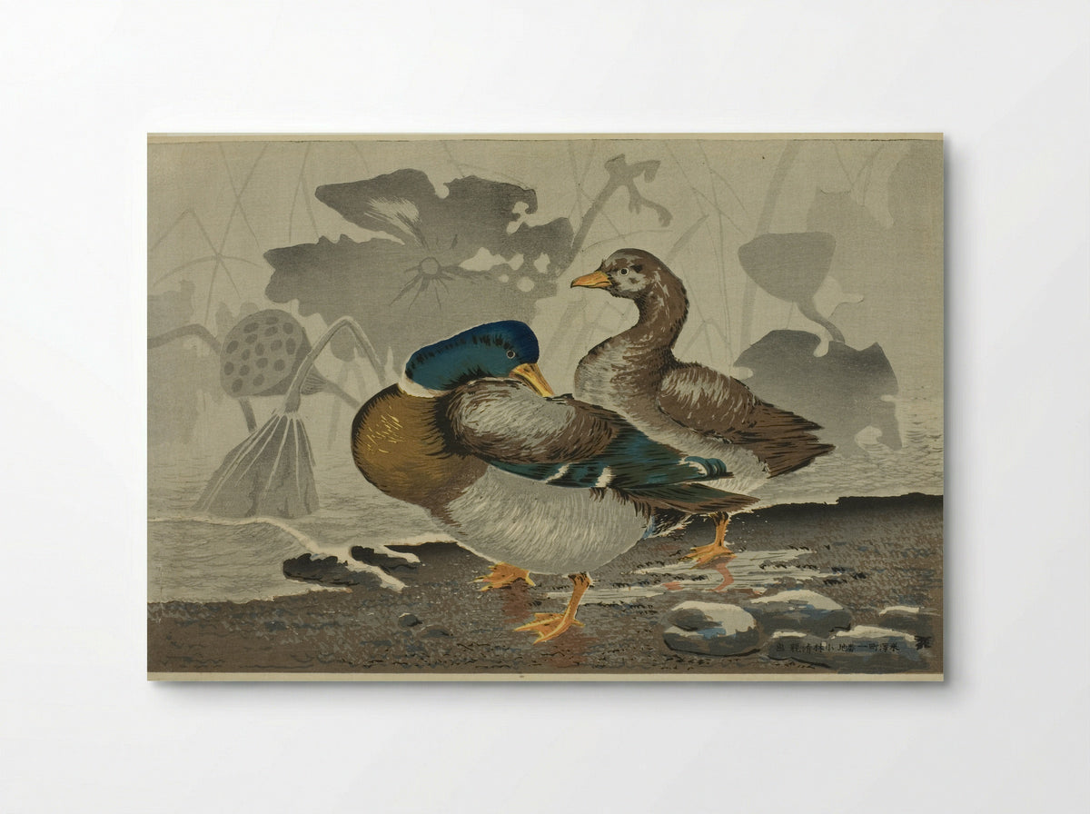 A pair of ducks by a lotus pond - Kobayashi Kiyochika - Poster