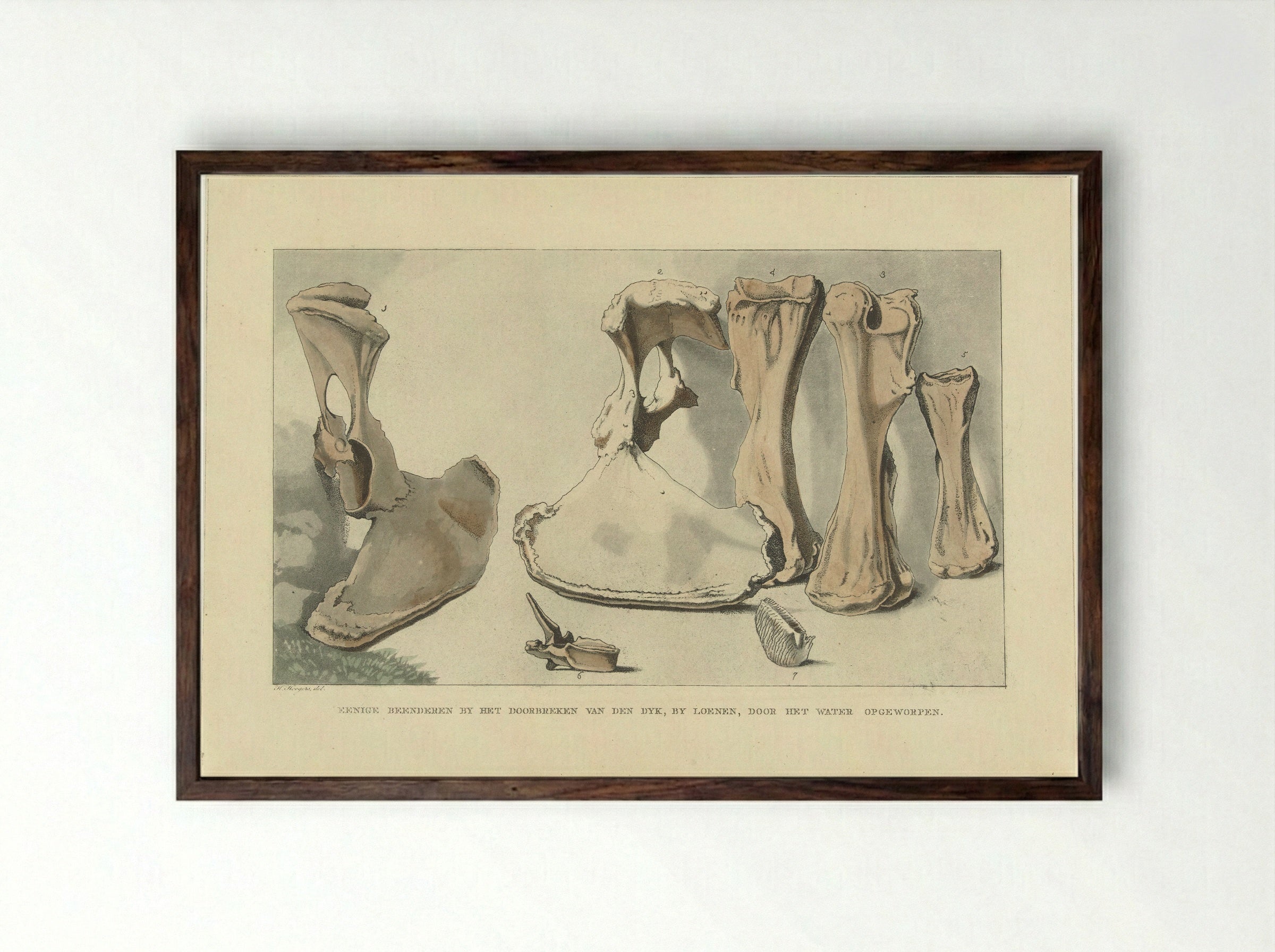 Aangespoelde beenderen - Anthonie van den Bos - Framed Print Dark Wood
