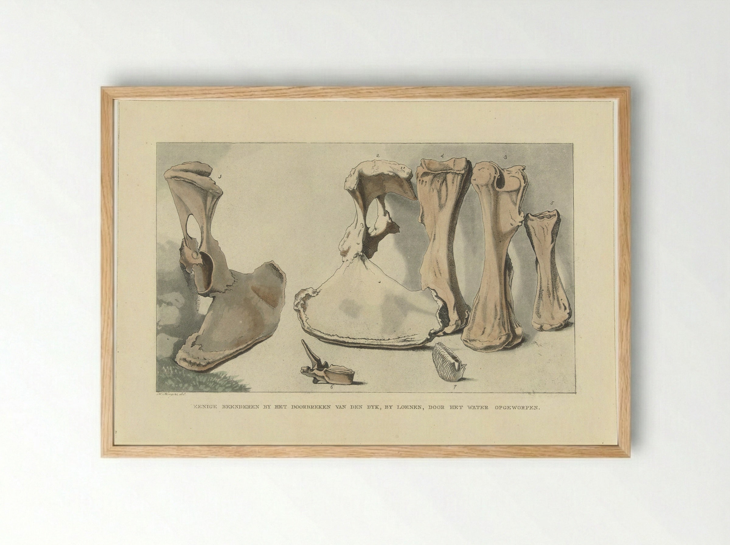 Aangespoelde beenderen - Anthonie van den Bos - Framed Print Wood